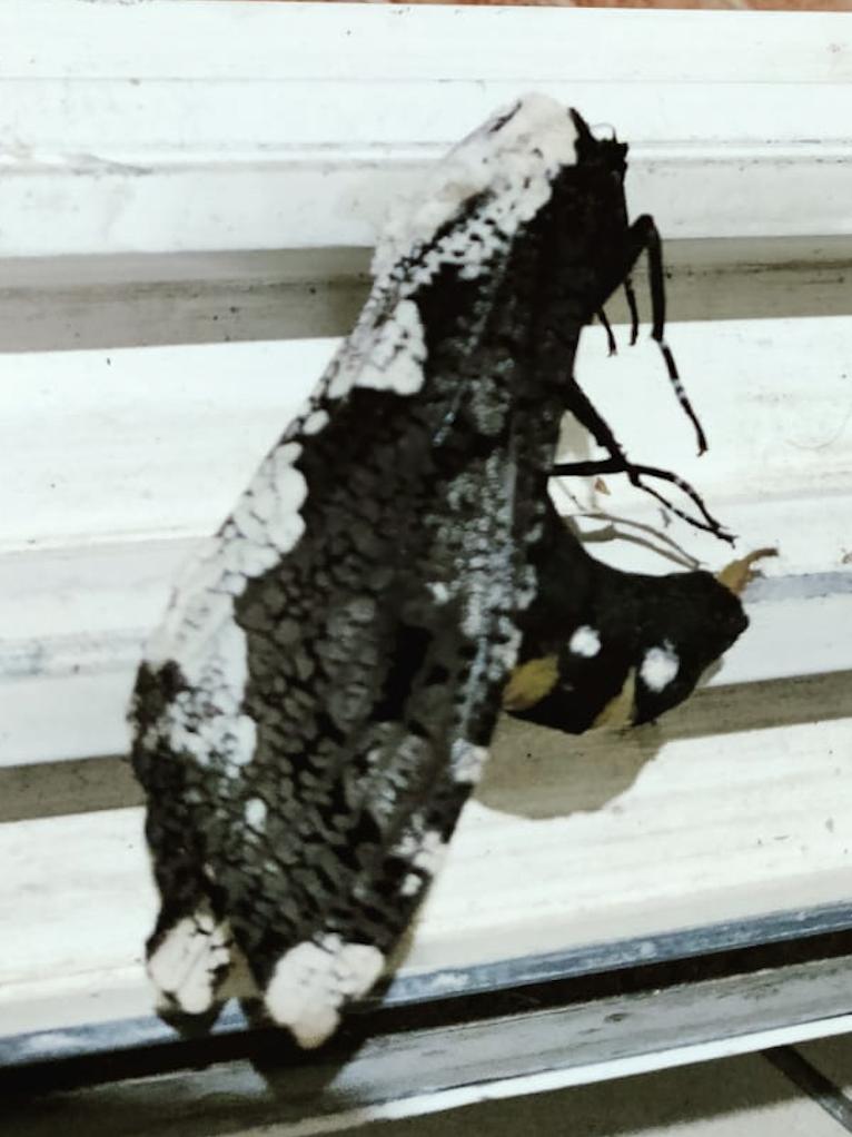 species identification What kind of moth is this? Why does it have a