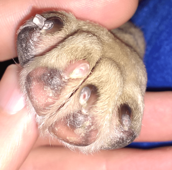 health Did the vet cut my dog's nails too short? Pets Stack Exchange