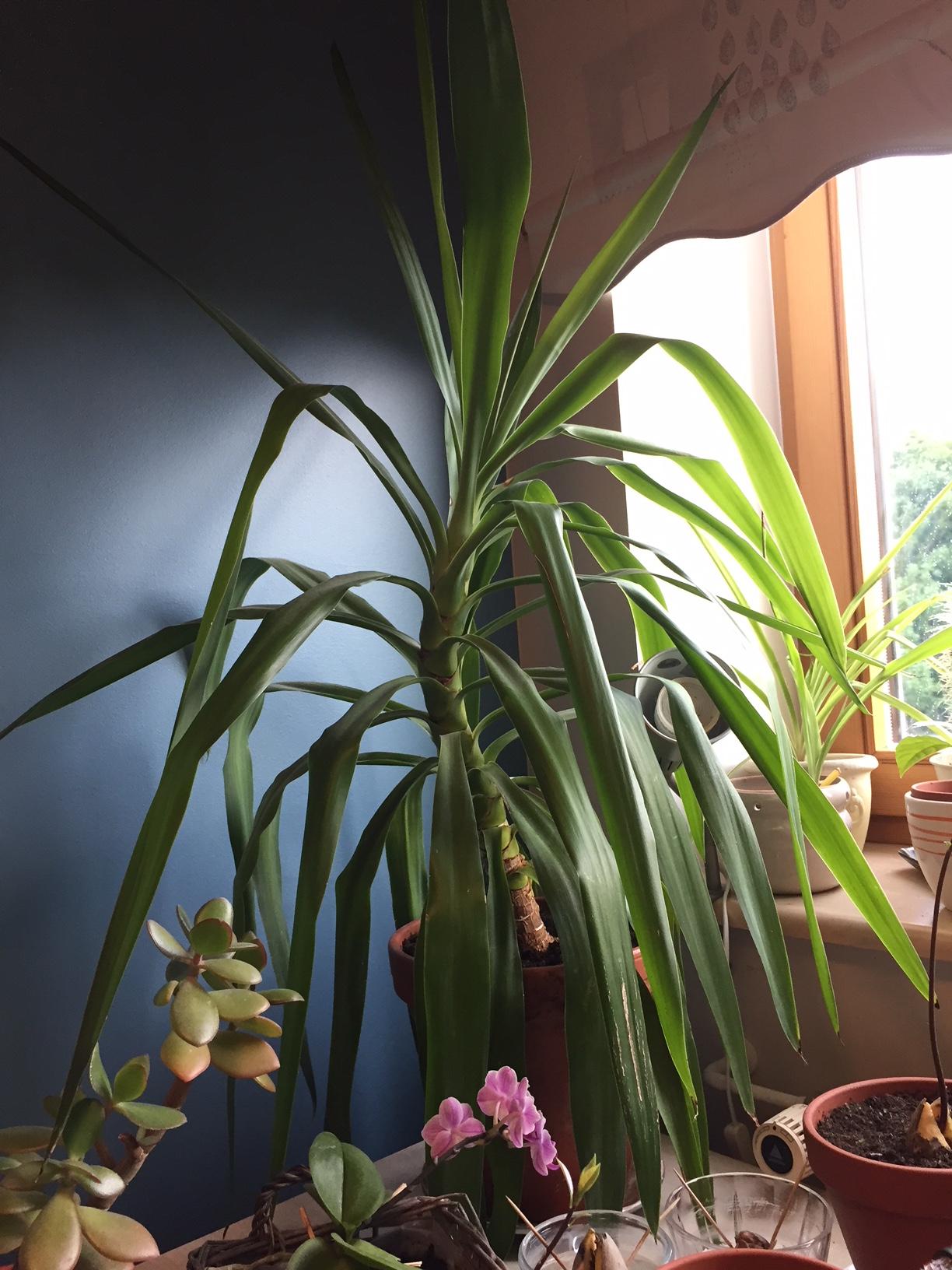 identification What is this big plant with long skinny green leaves?