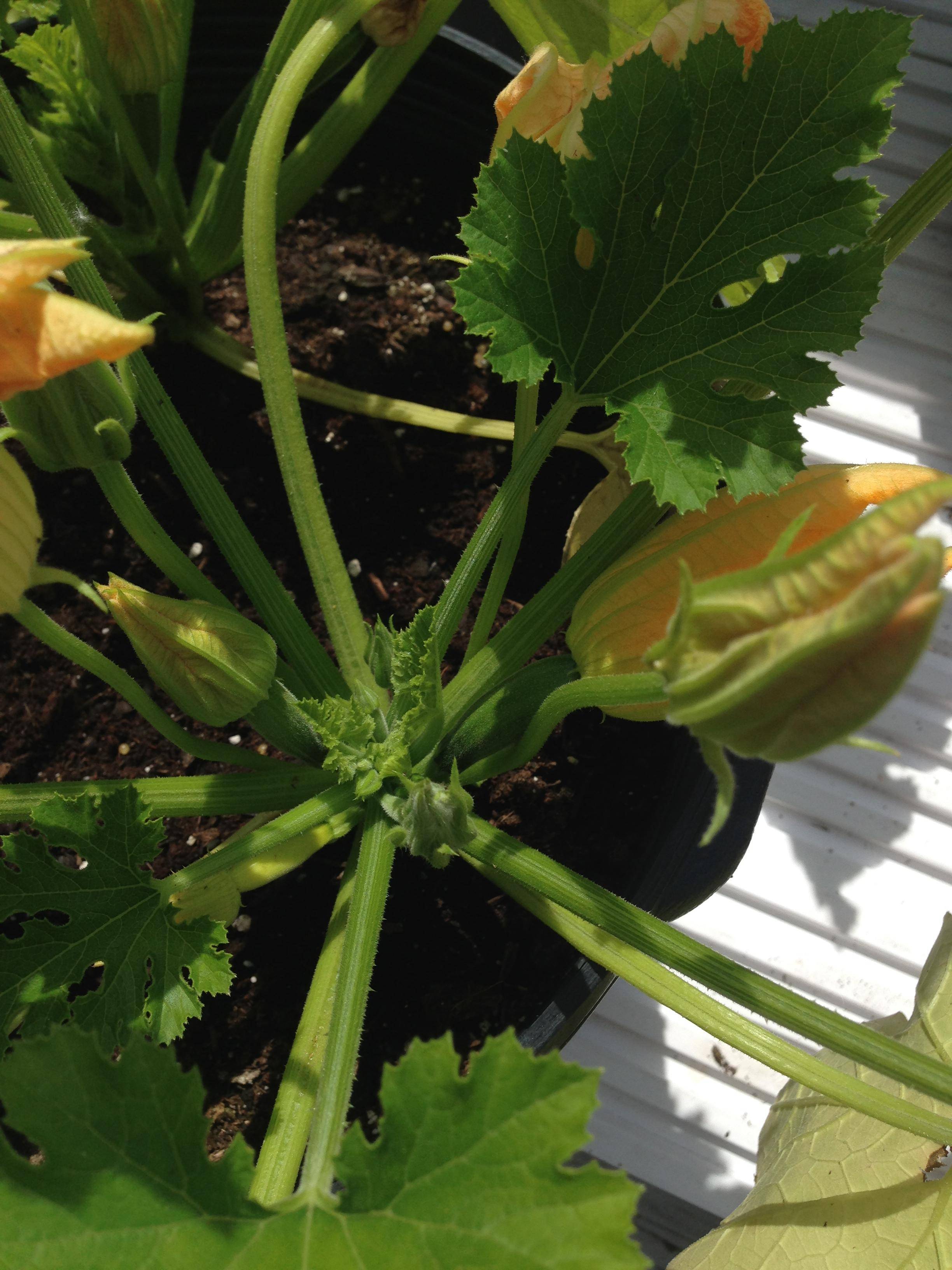 diagnosis Why are my zucchini flowers closed? Gardening