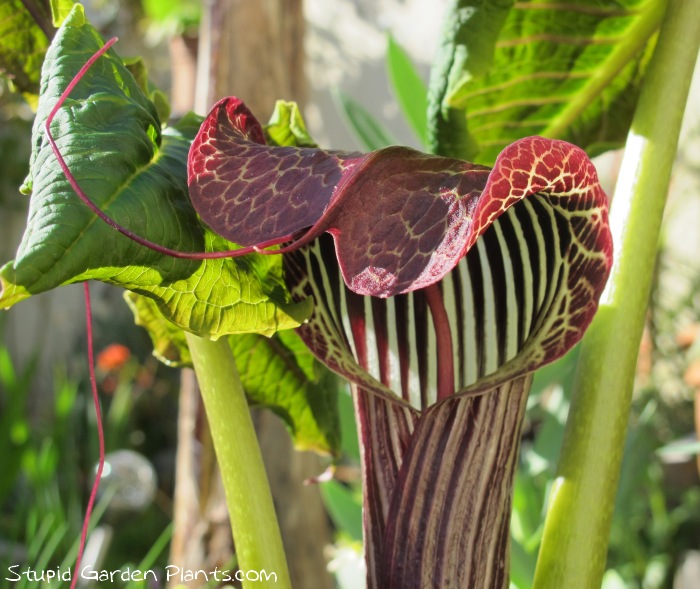 botany Are there any flowers that look like snakes? Biology Stack