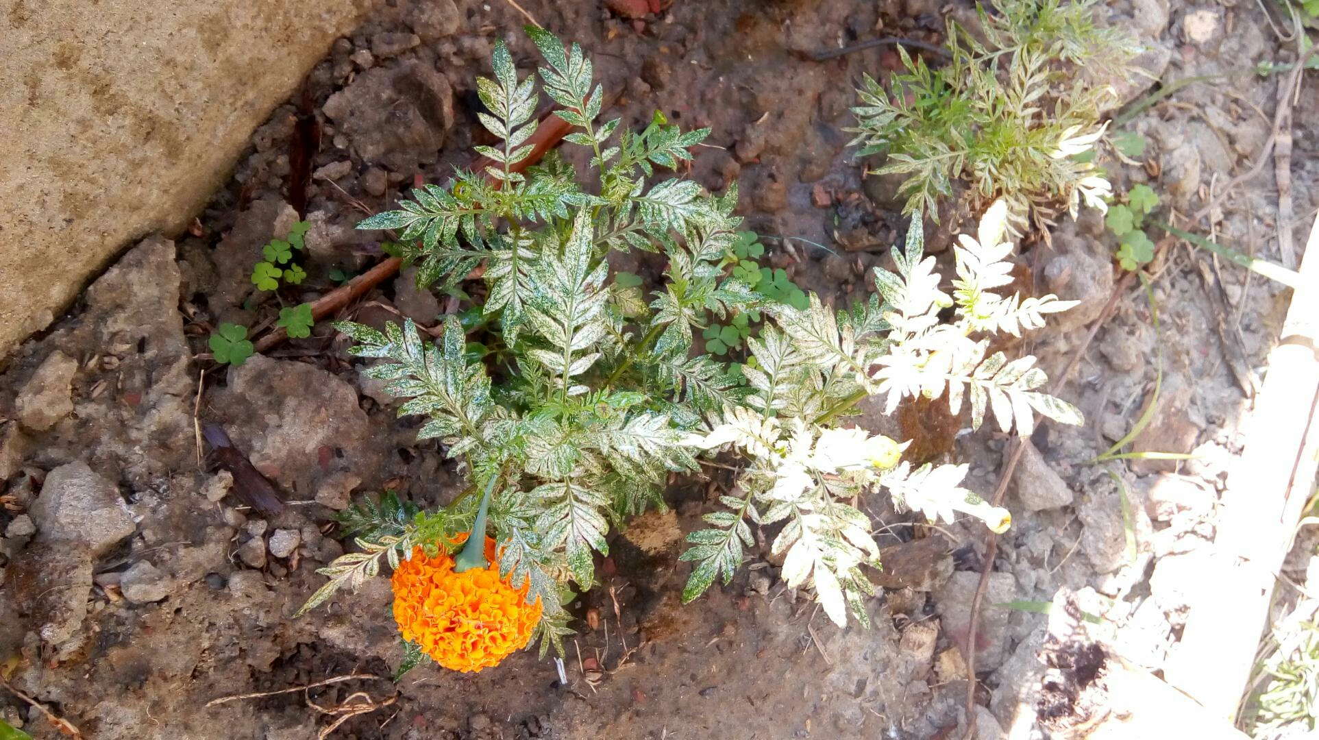 plant health Why are those Marigold leaves turning white? Gardening & Landscaping Stack Exchange
