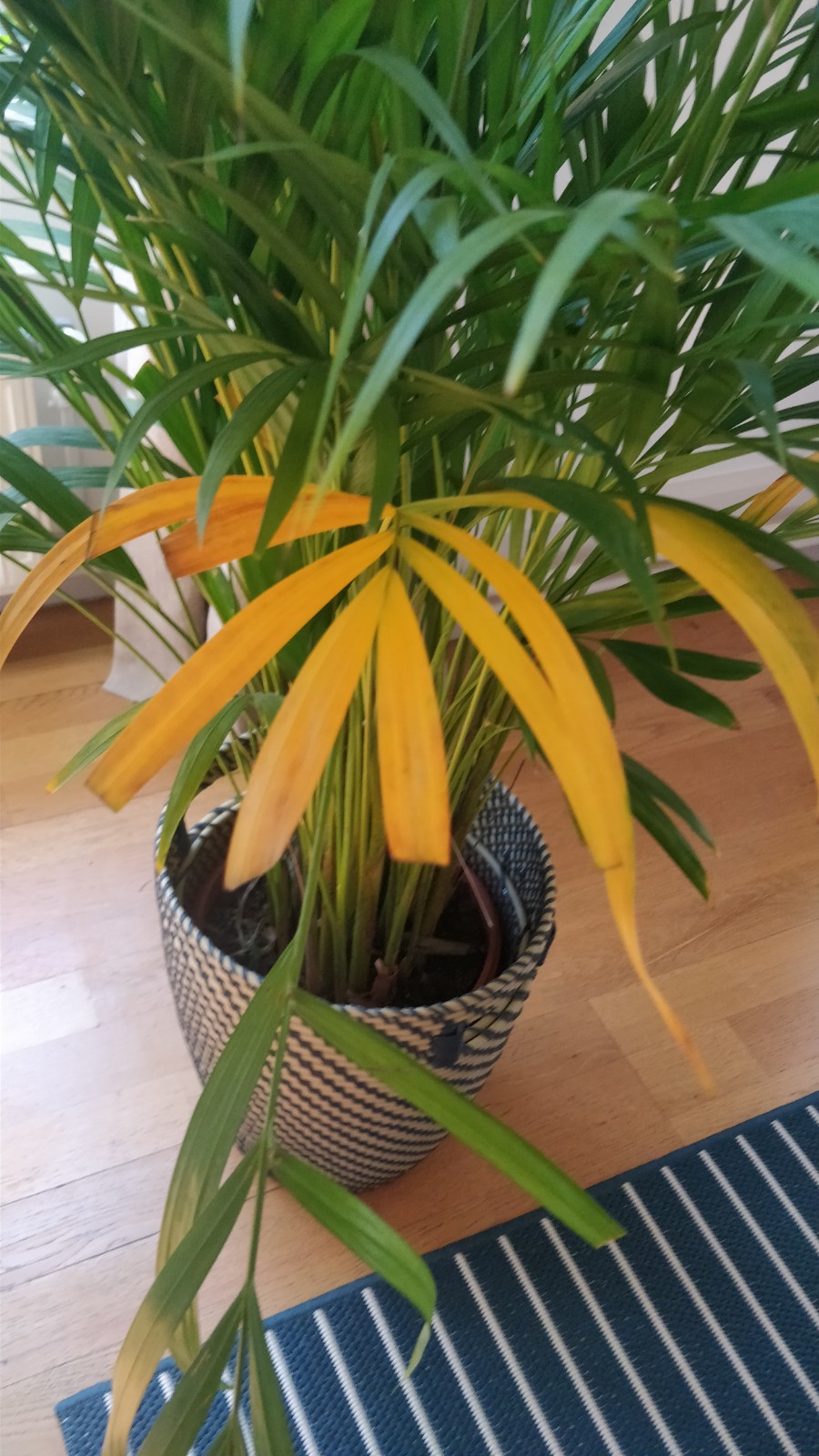 houseplants - Why are the leaves of my areca palm (indoor) turning 