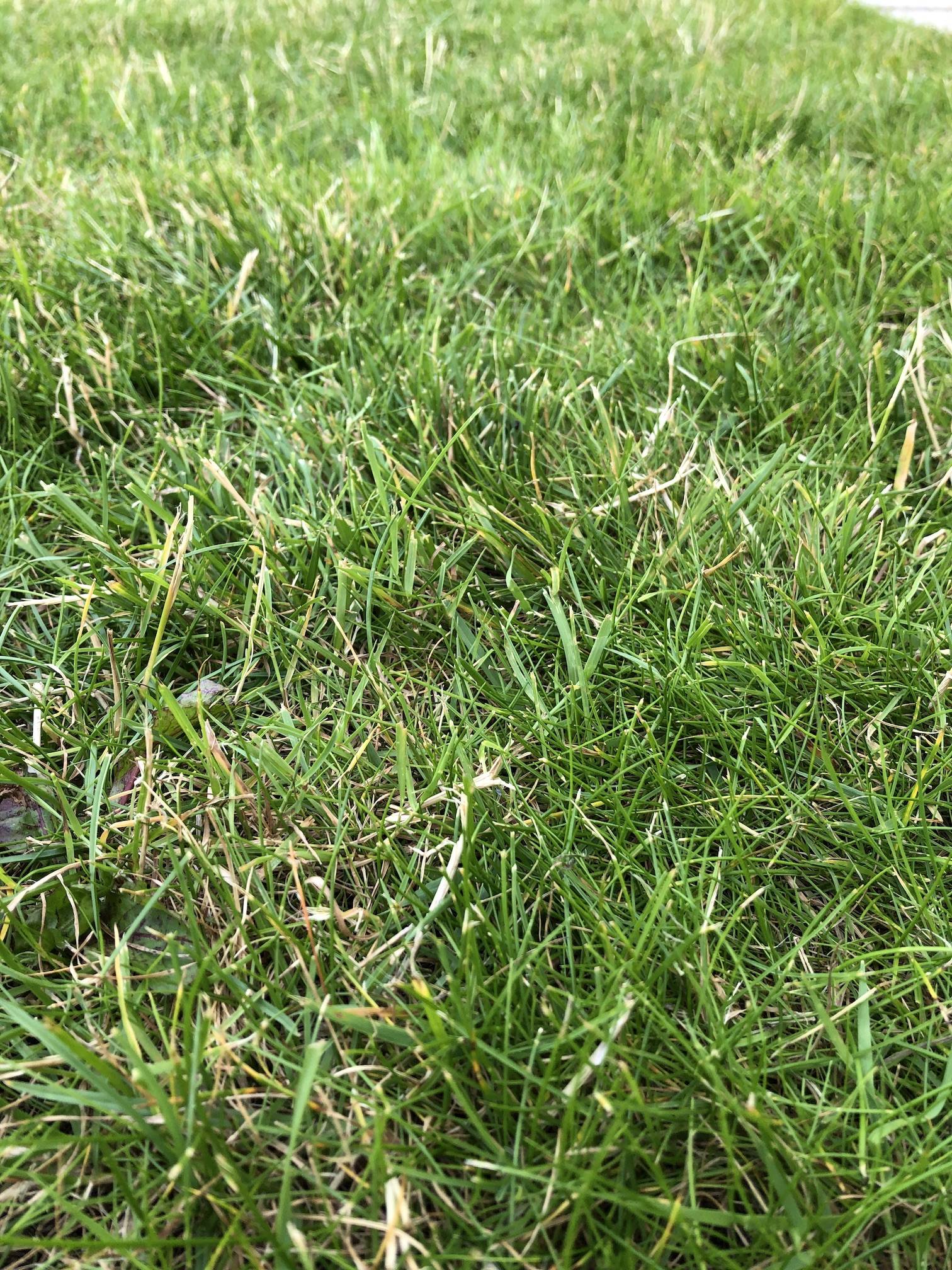 grass What are these white blades in my lawn? Gardening