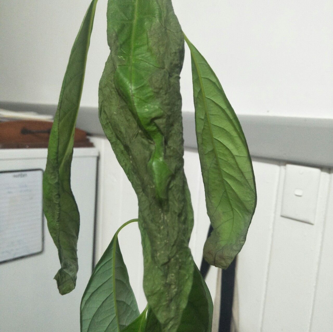 transplanting Avocado plant wilting Gardening & Landscaping Stack