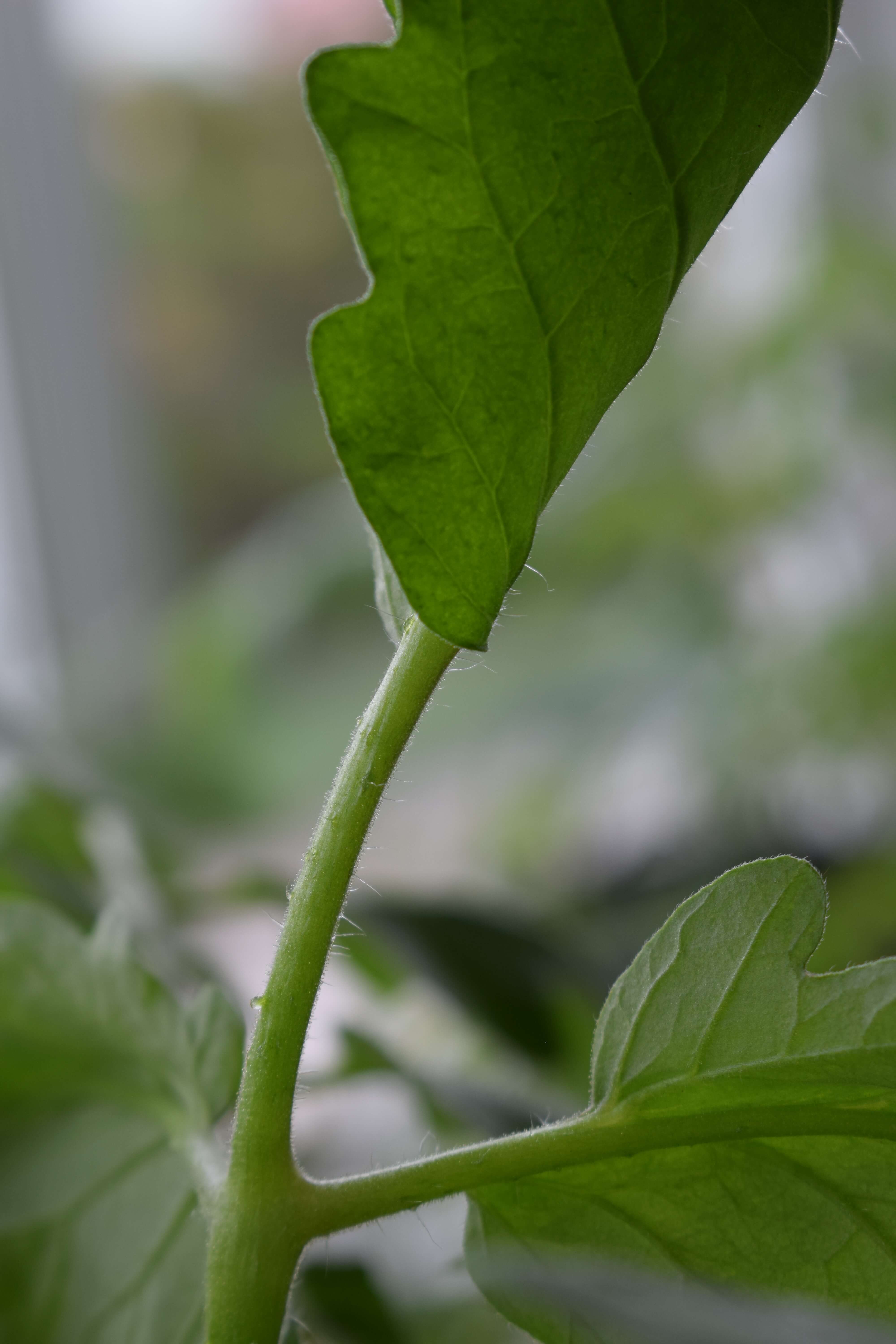botany What are these bumps on tomato stem? Biology Stack Exchange