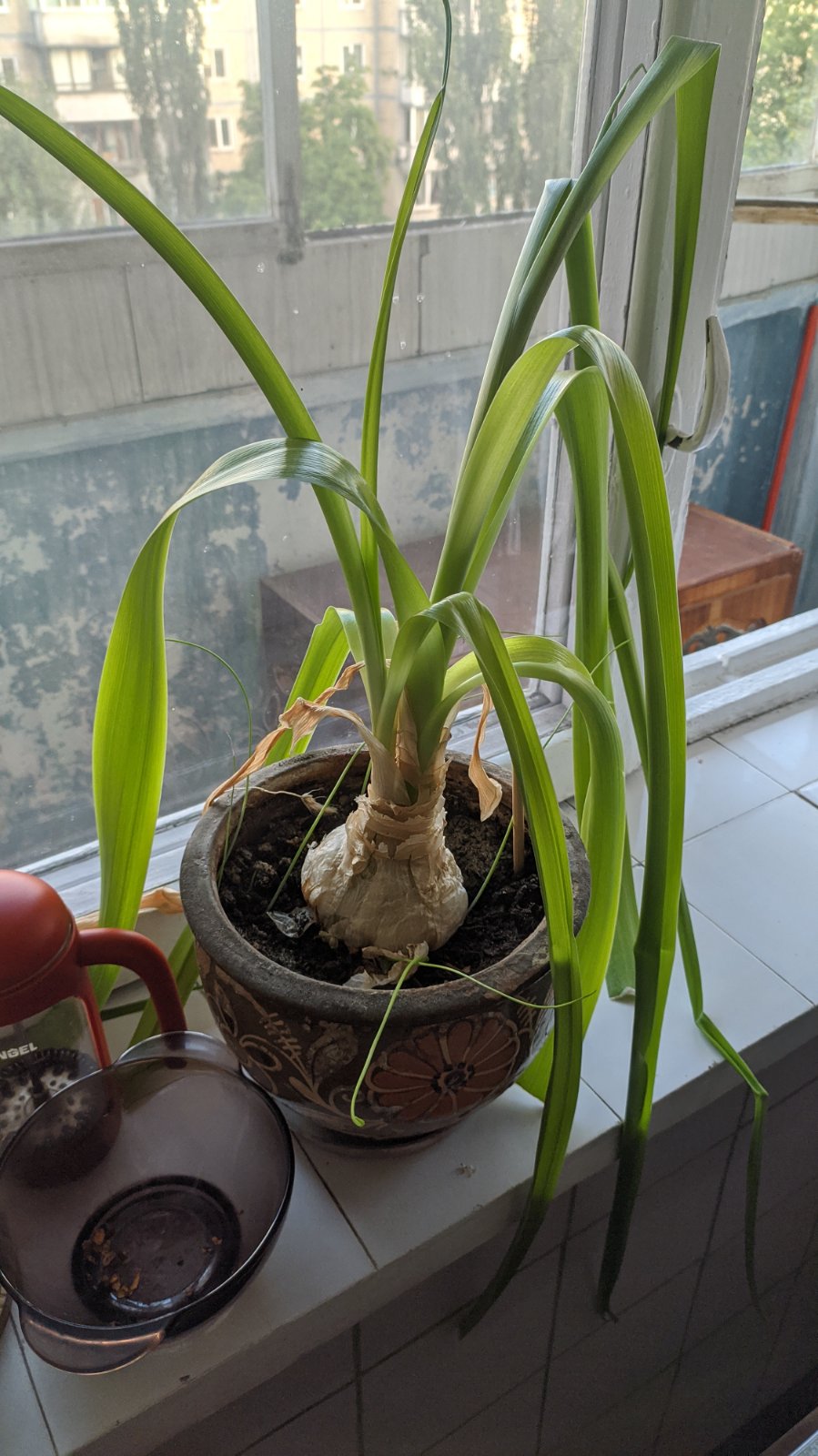 identification Name of this plant with long and thin leaves; grows