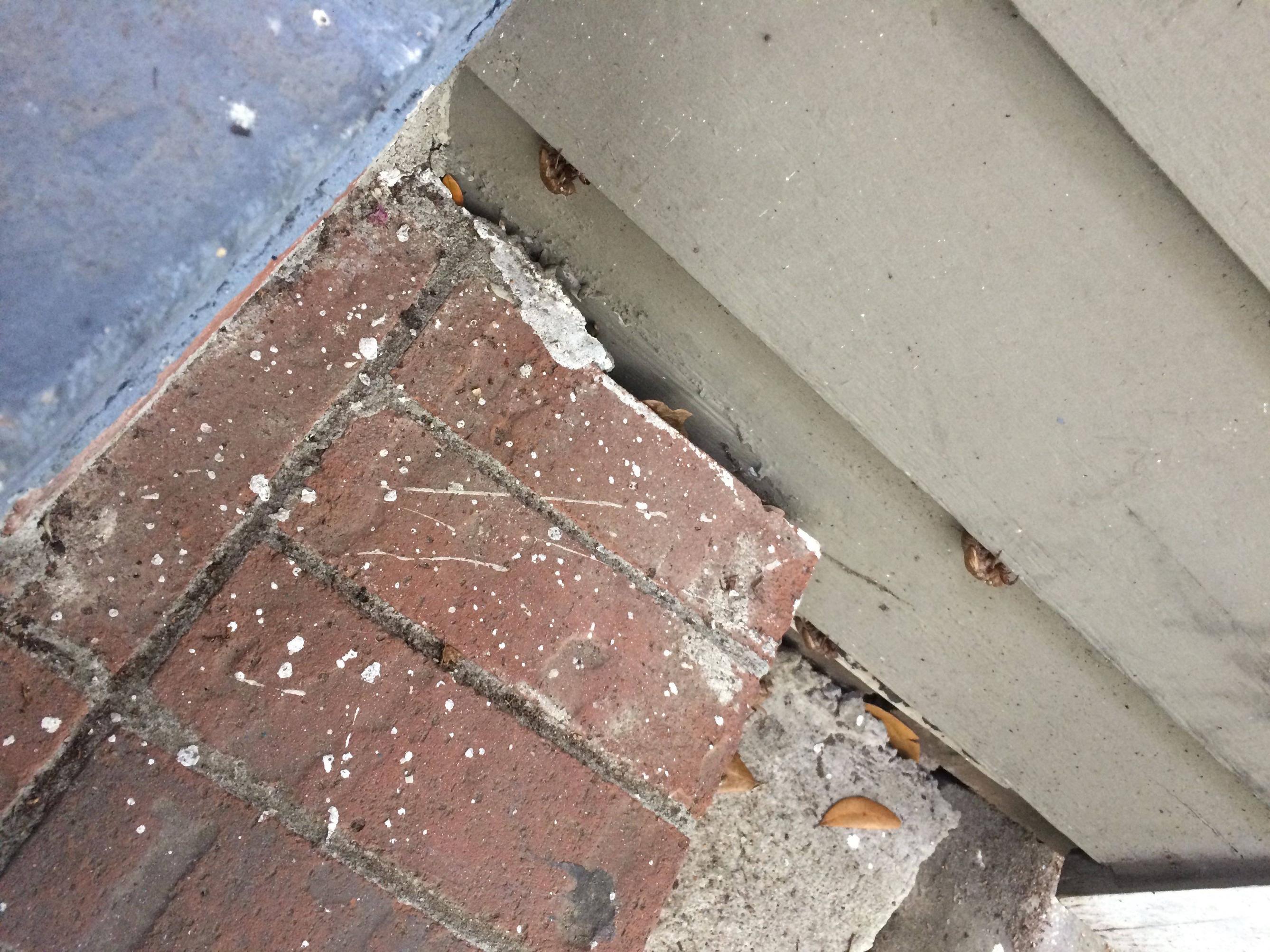 Identification of bugs on porch The Great Outdoors Stack Exchange