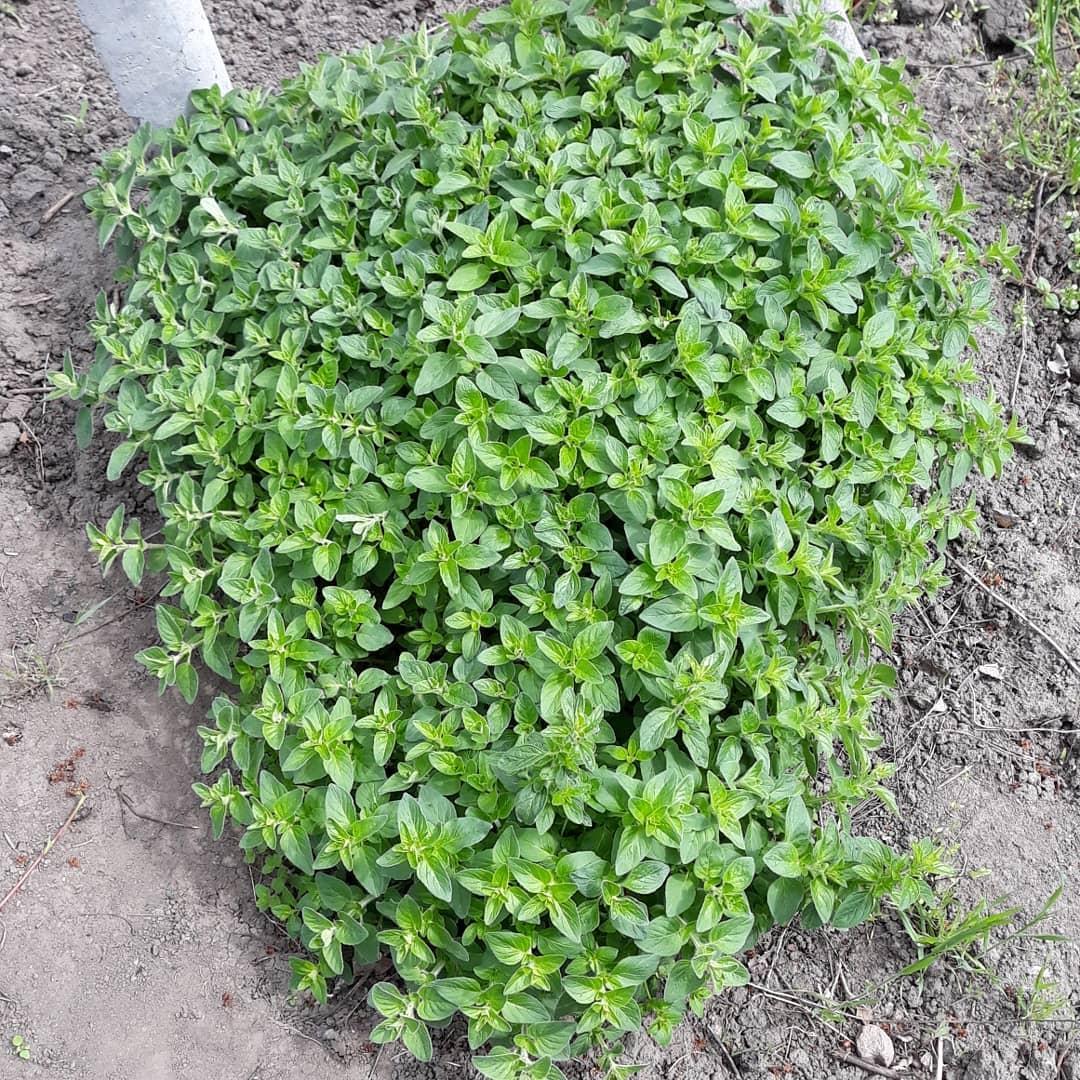 Fresh Oregano