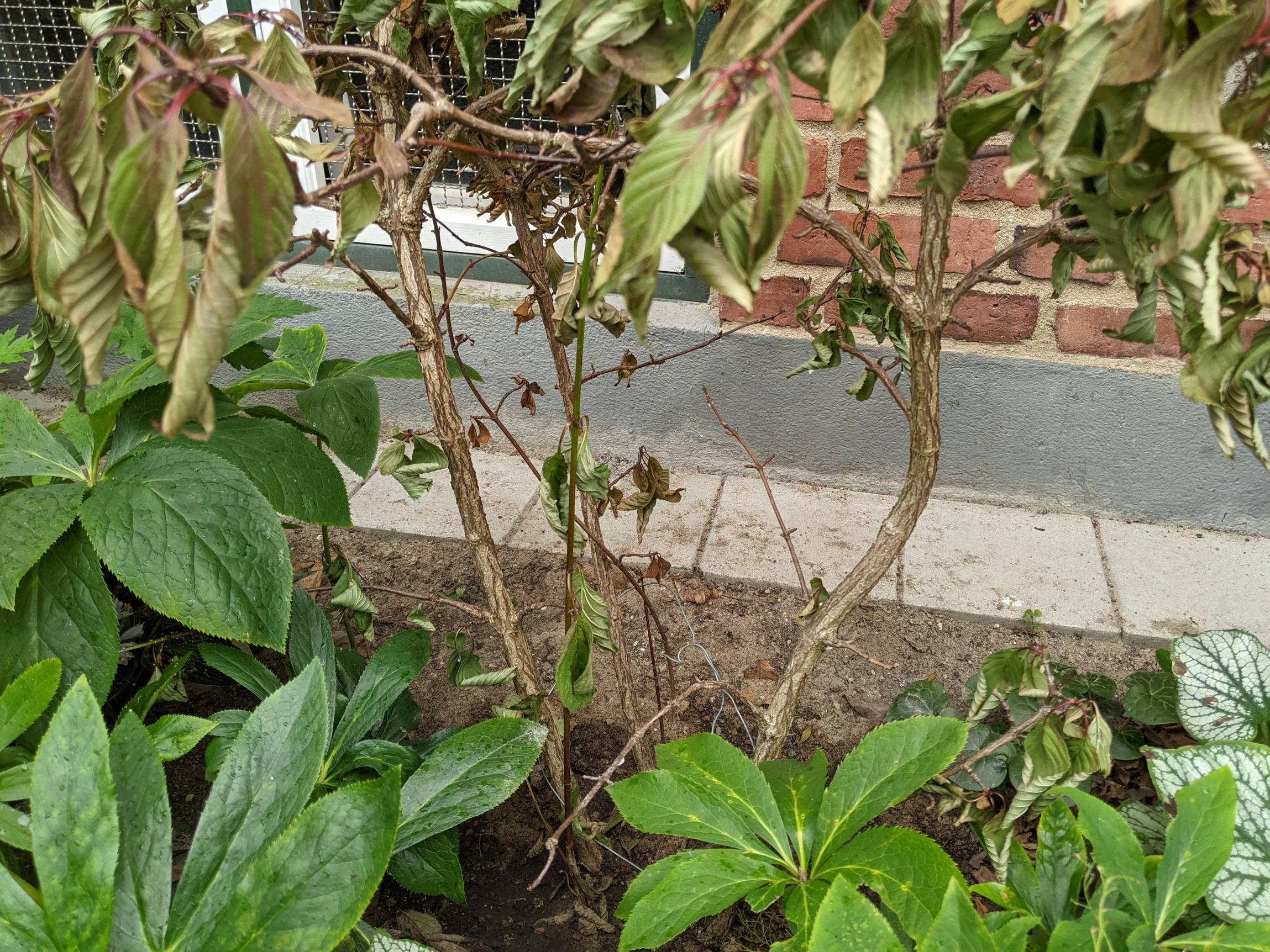 shrubs Why is this Viburnum farreri dying? Gardening & Landscaping