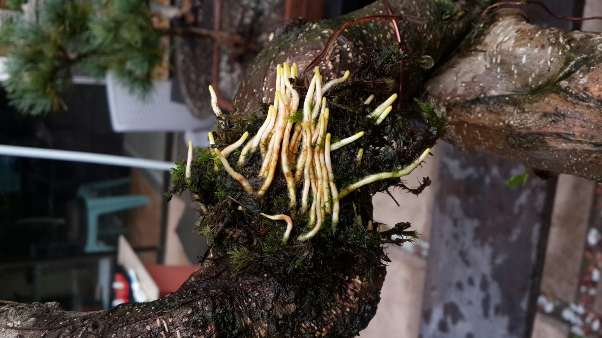 Are these Ficus air layered roots ready to plant Gardening