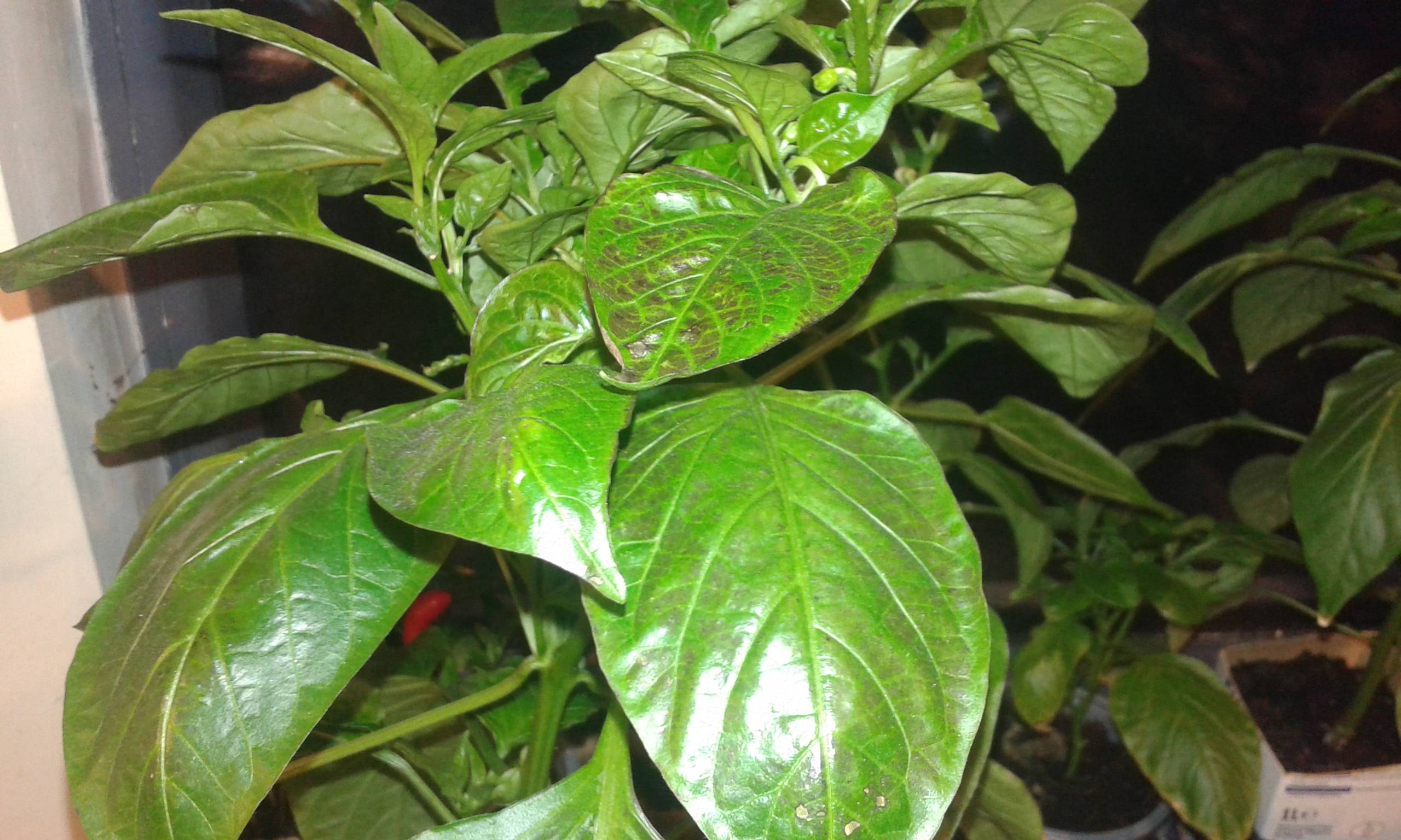 houseplants What Kind of Leaf Burn is this on my Bell Peppers