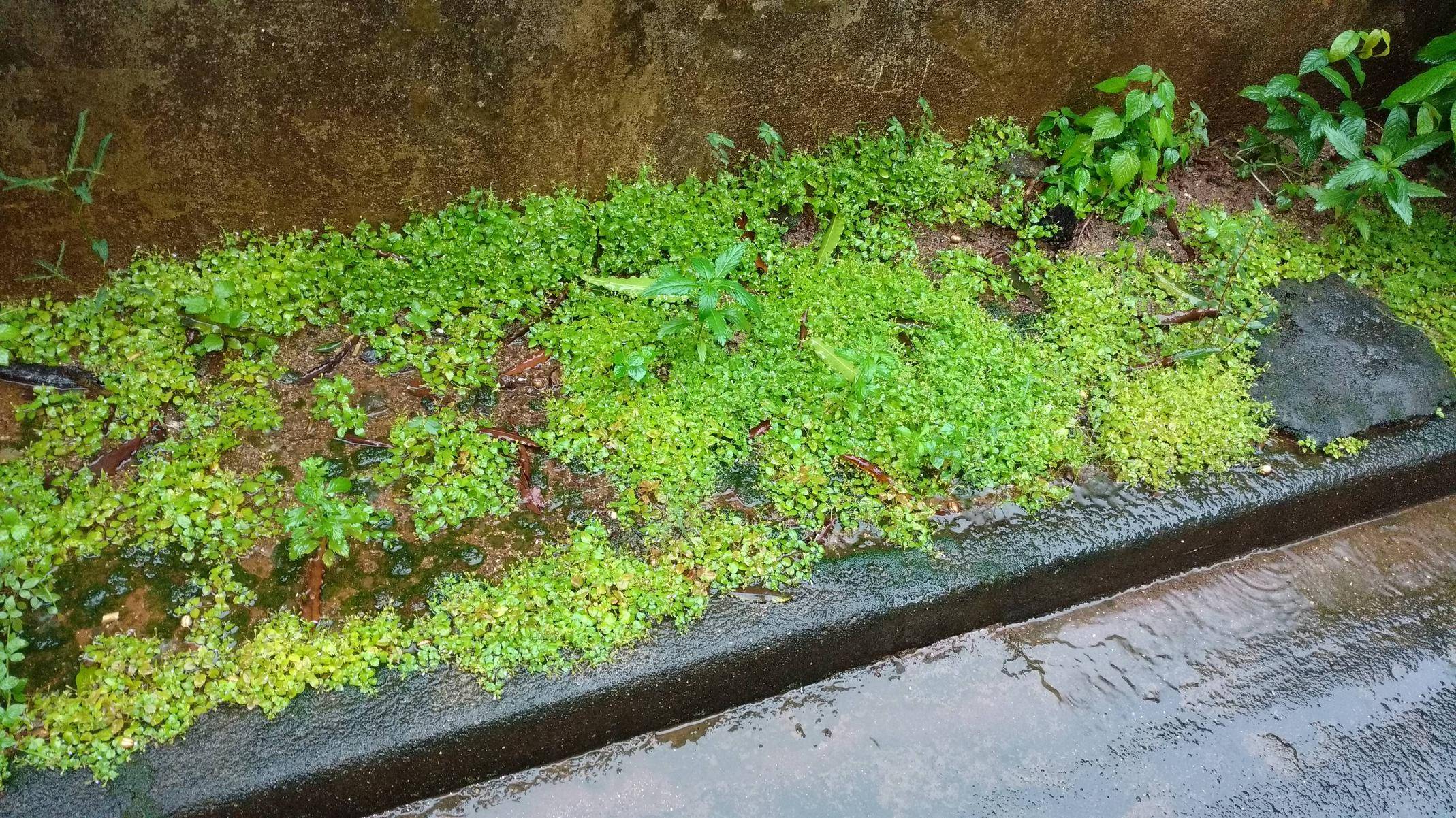 identification What is this creeper with serrated leaves and small