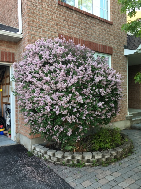 pruning - How should I prune my lilac to shrink it? - Gardening