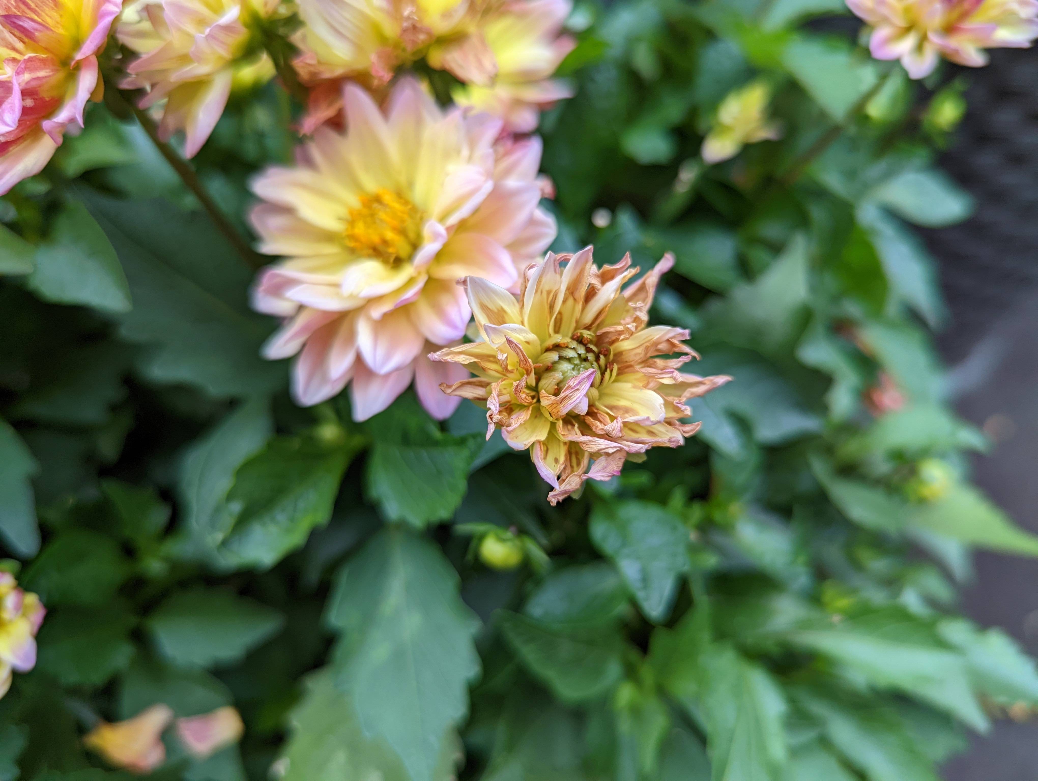 diseases what's wrong with my dahlia blossoms? Gardening