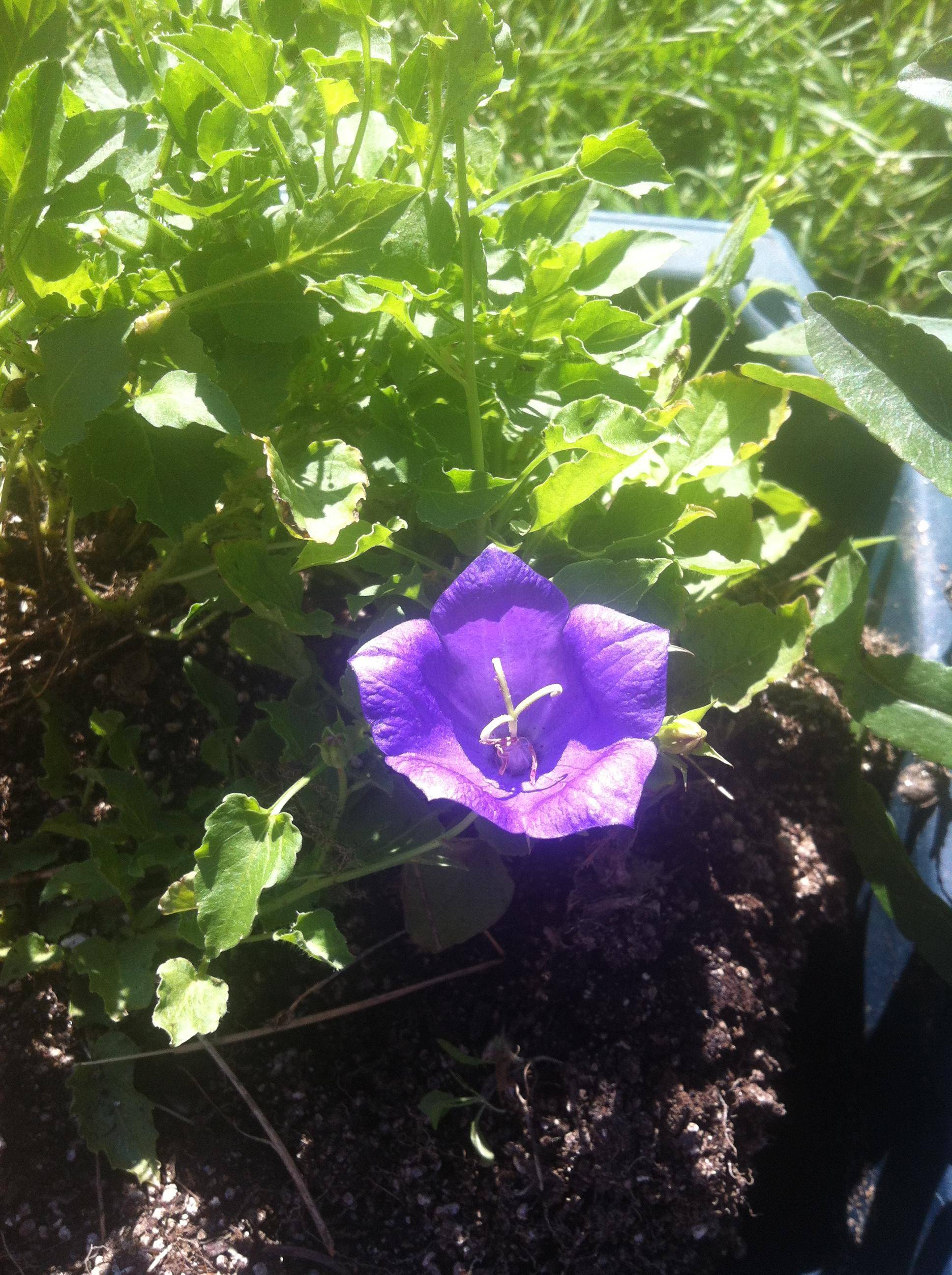 identification Is this plant a Creeping Bellflower? Gardening