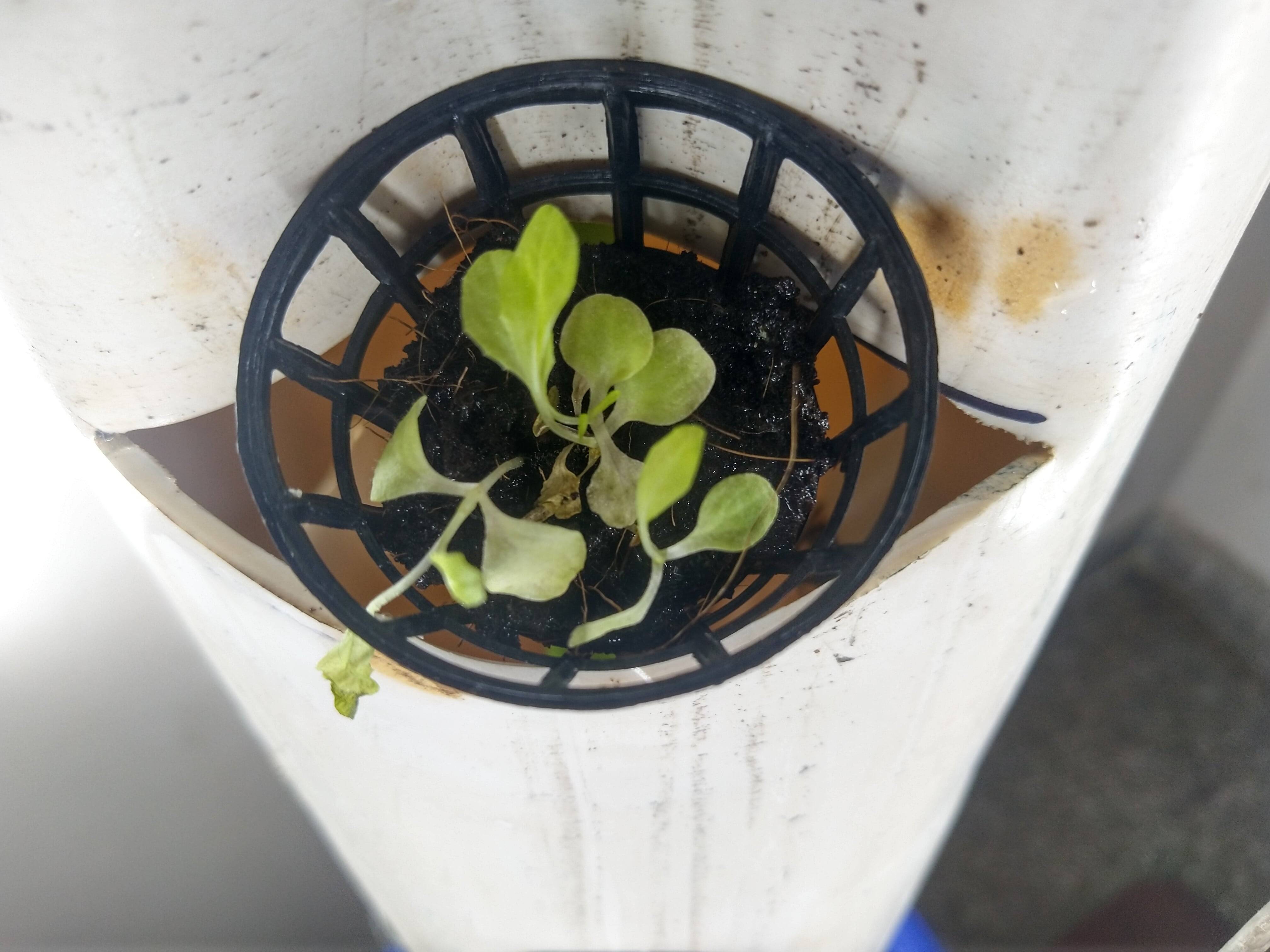 hydroponic My lettuce leaves keep losing their green color Gardening & Landscaping Stack
