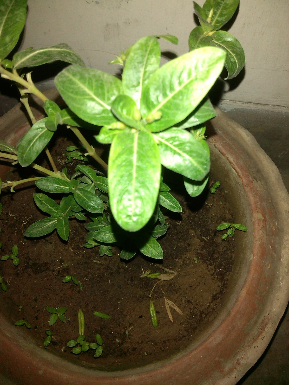 flowers Why isn't my periwinkle flowering? Gardening & Landscaping Stack Exchange