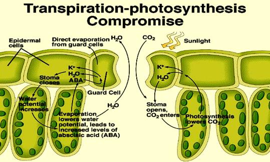 Botany - How Do Plants Maintain Air Spaces In Leaves? - Biology Stack Exchange