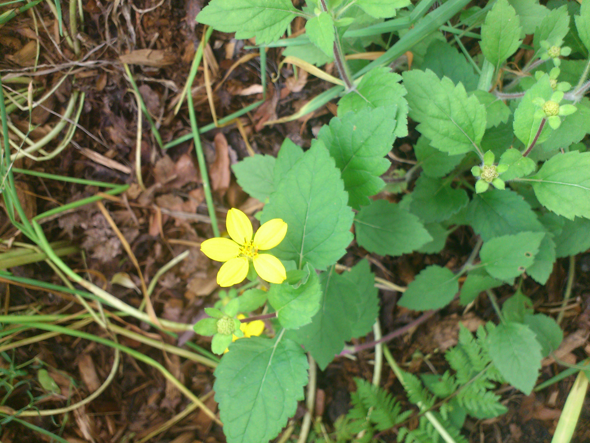identification What is this native North American ground cover? Gardening & Landscaping