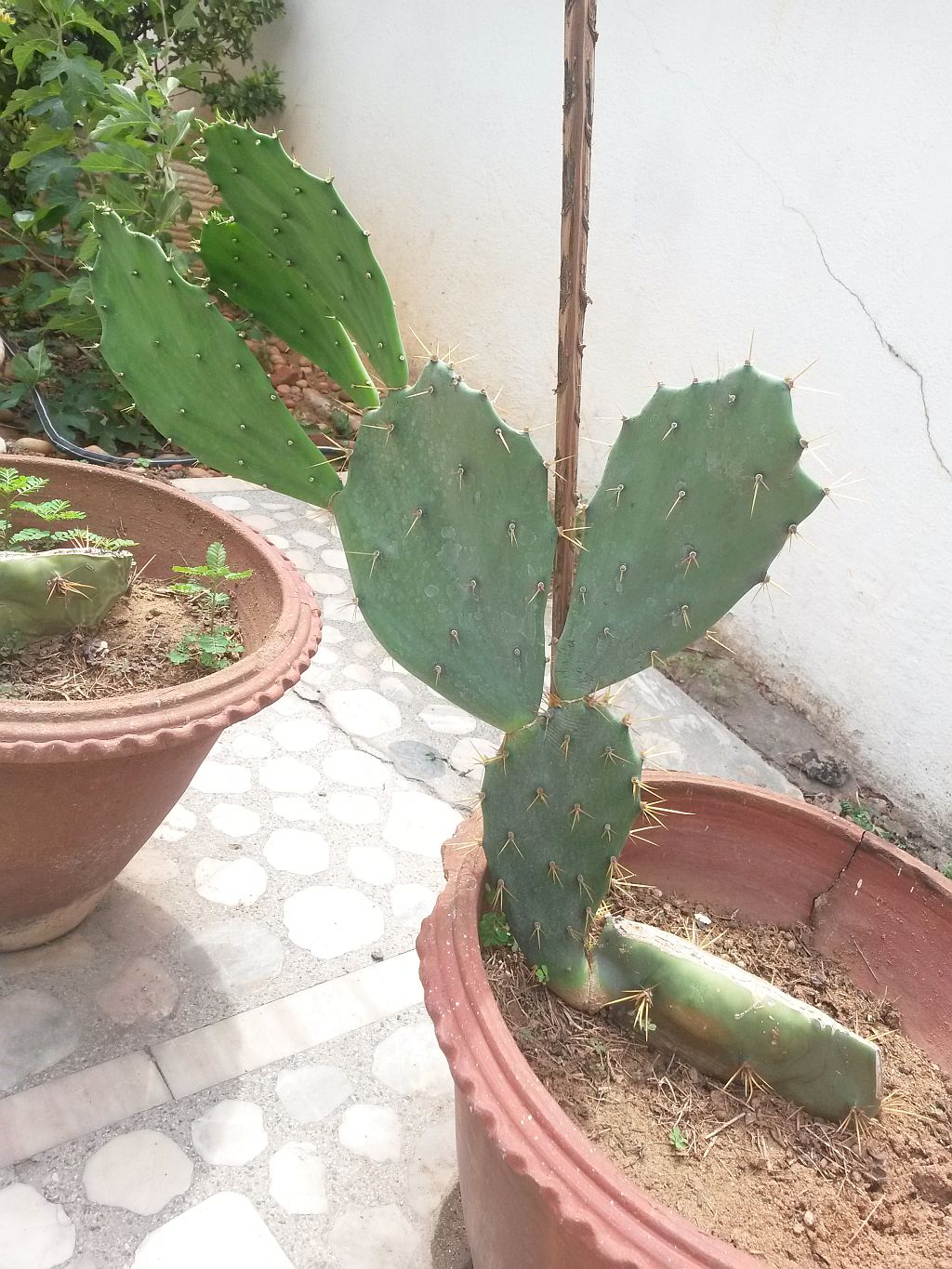 propagation Opuntia Cactus To cut or not to cut? Gardening