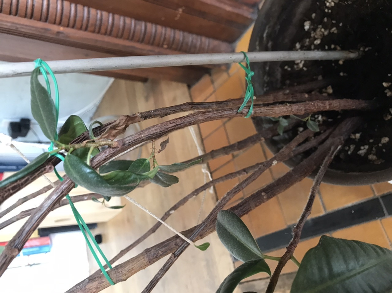 houseplants How to help wilted rubber tree? Found on curb Gardening