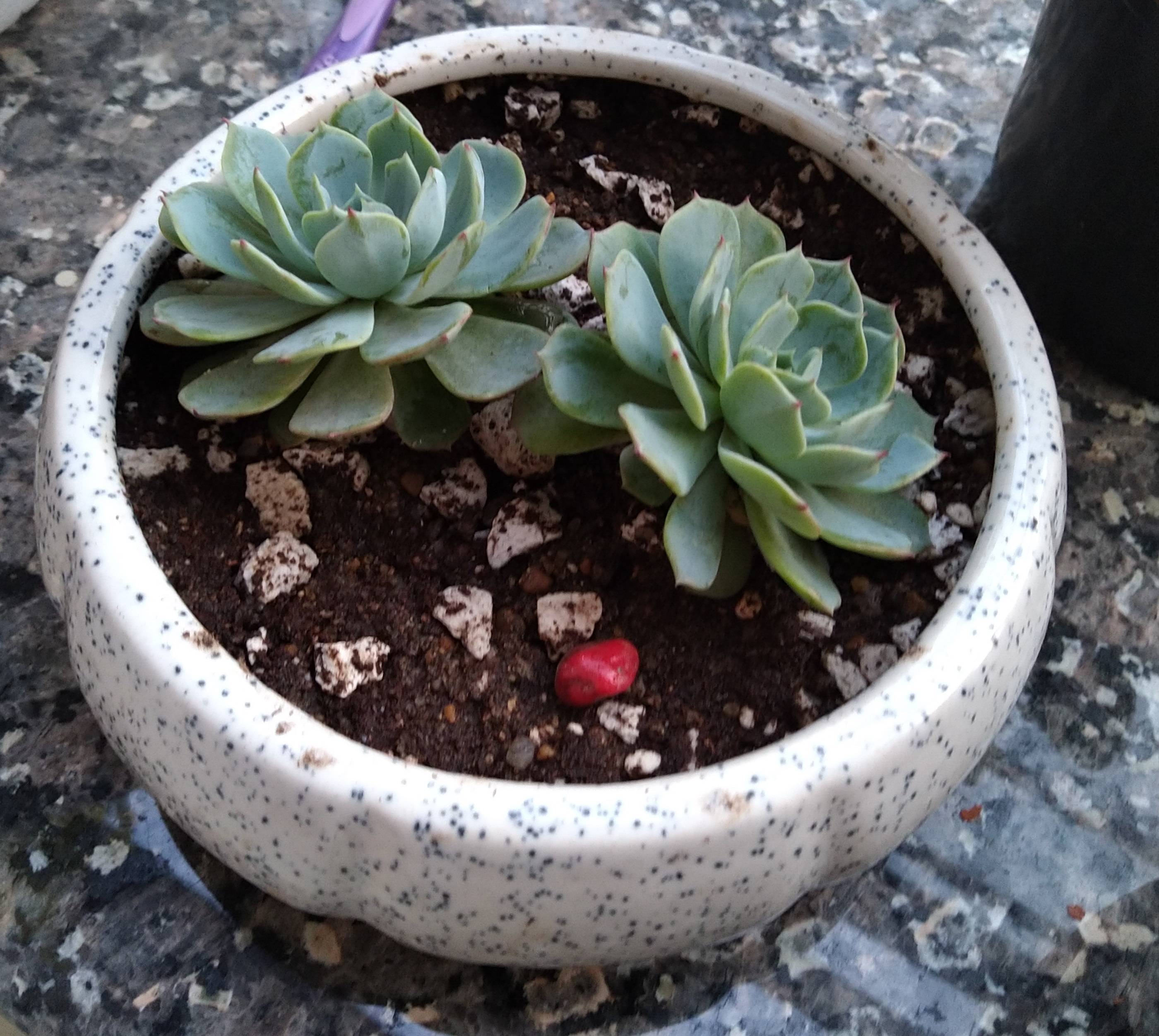 watering For how long succulent mix should stay moist