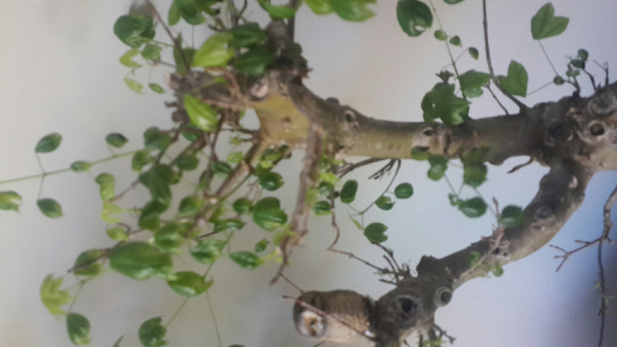 trees Trident maple leaf curl with some dark tips Gardening