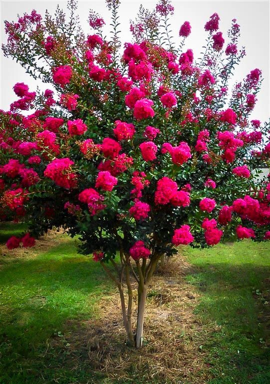 trees How to grow Crepe Myrtle to look like umbrella? Gardening