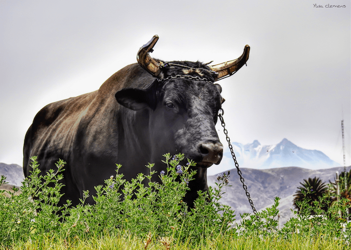 What does drag mean in the context of a bull being chained to a drag?