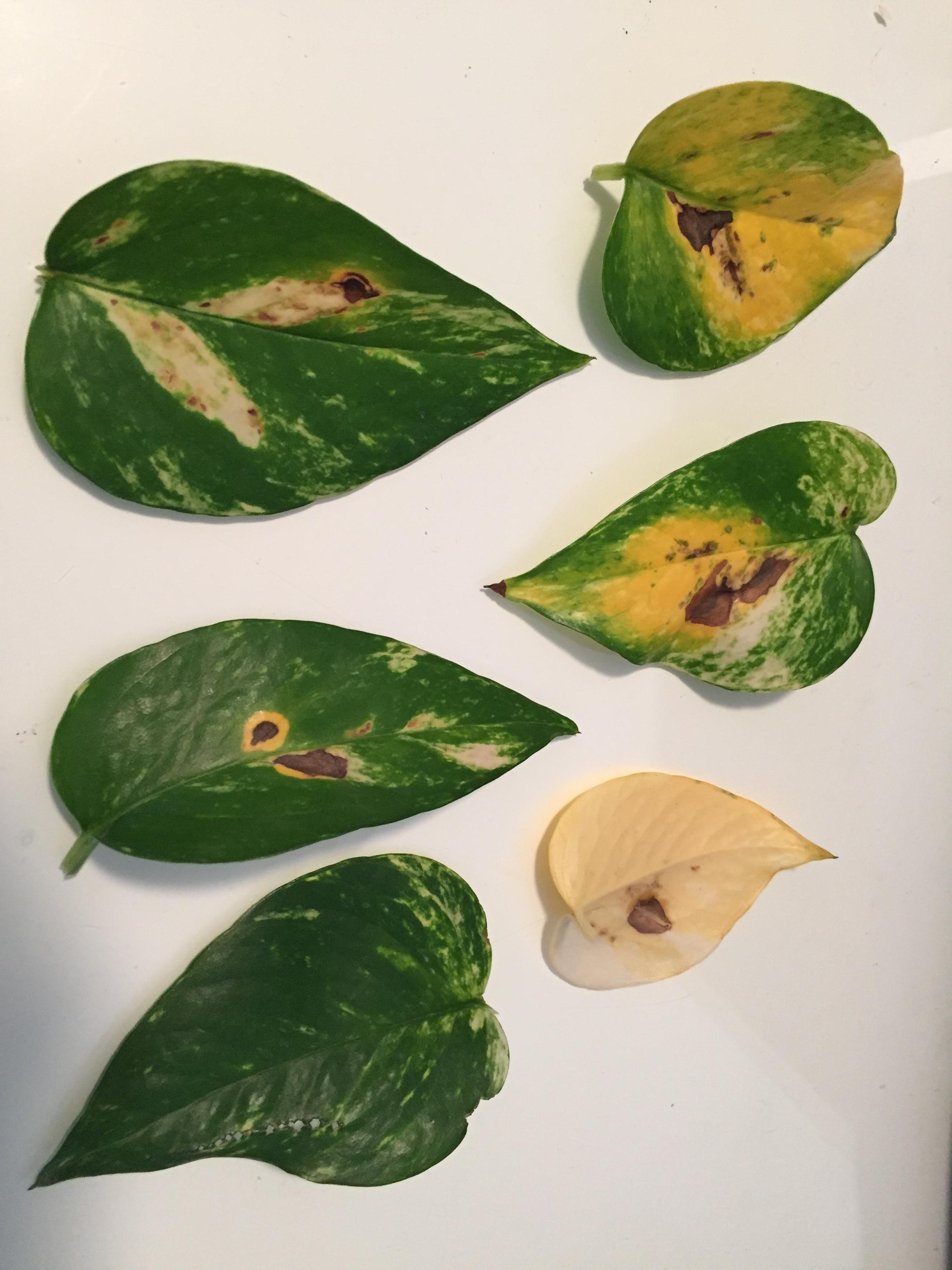 indoors Disease / pest identification Gardening & Landscaping Stack
