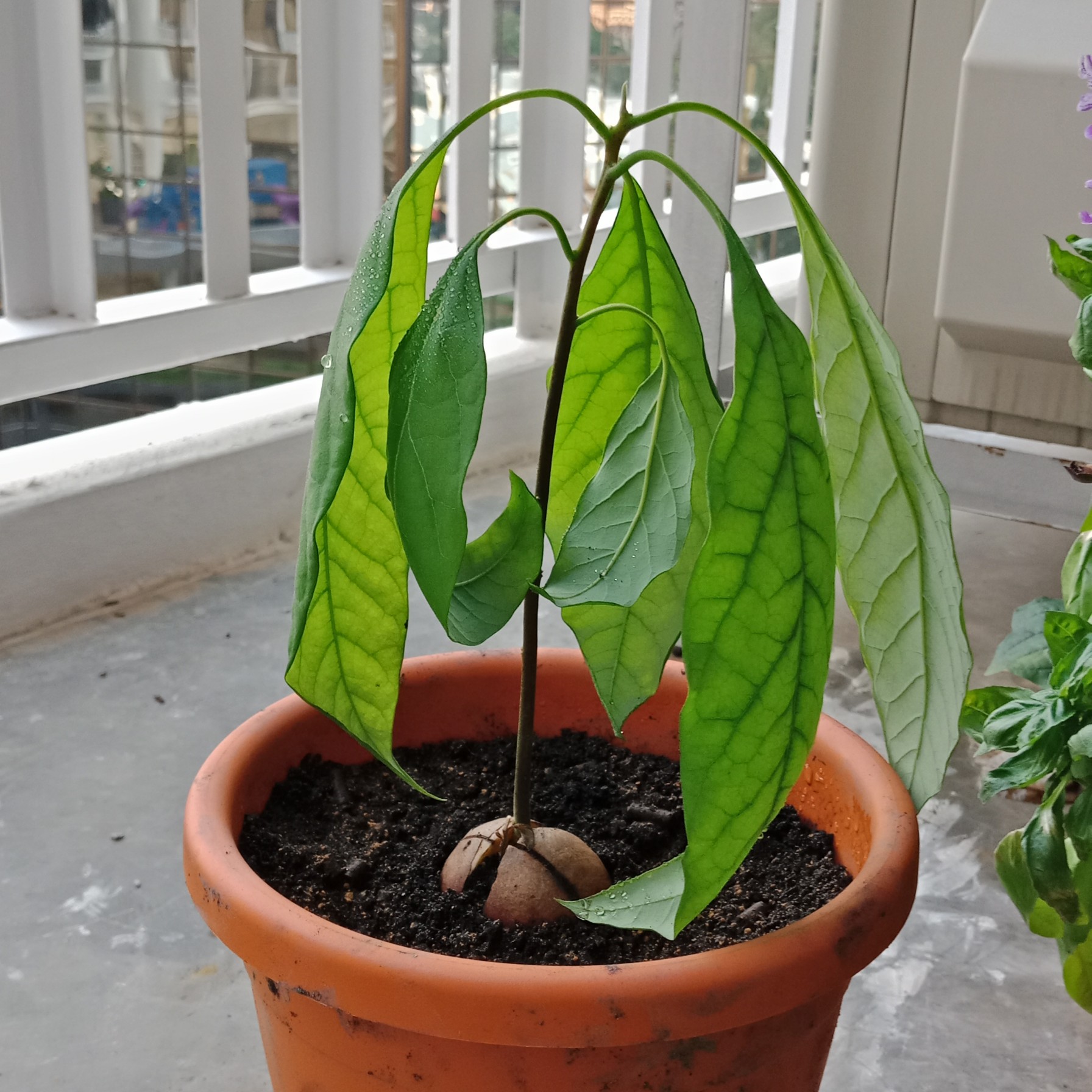 Young avocado plant moves to soil for a week and leaves are drying and