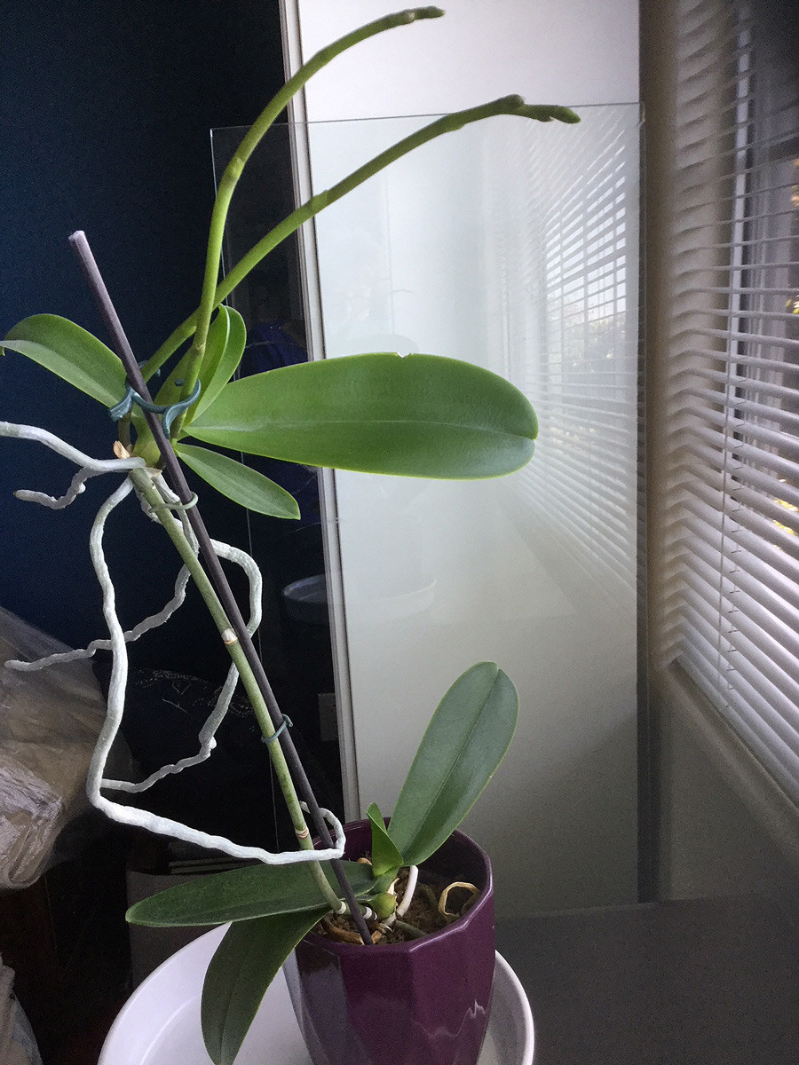 New Orchid Flower Spike