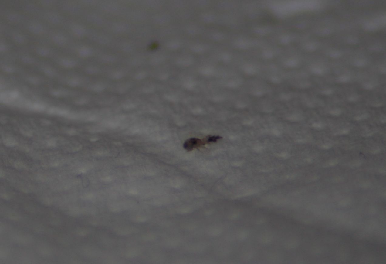 entomology Help me identify this insect Biology Stack Exchange