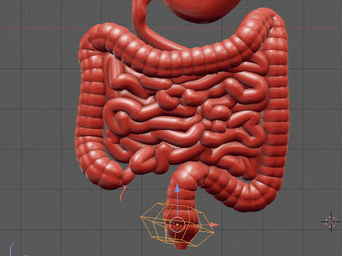 Messed up intestine animation with lattice modifier