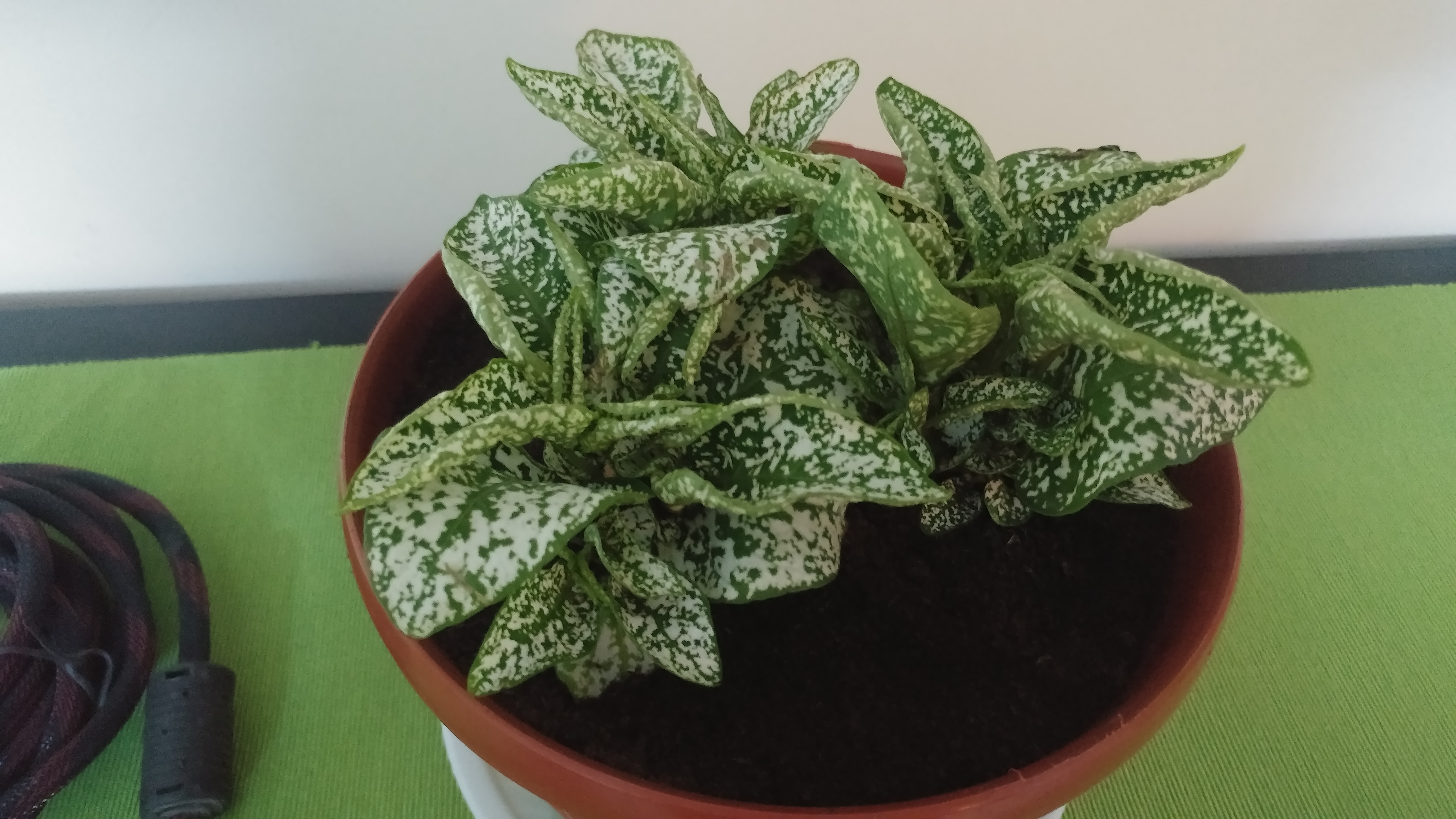 indoors What this plant is called Gardening & Landscaping Stack