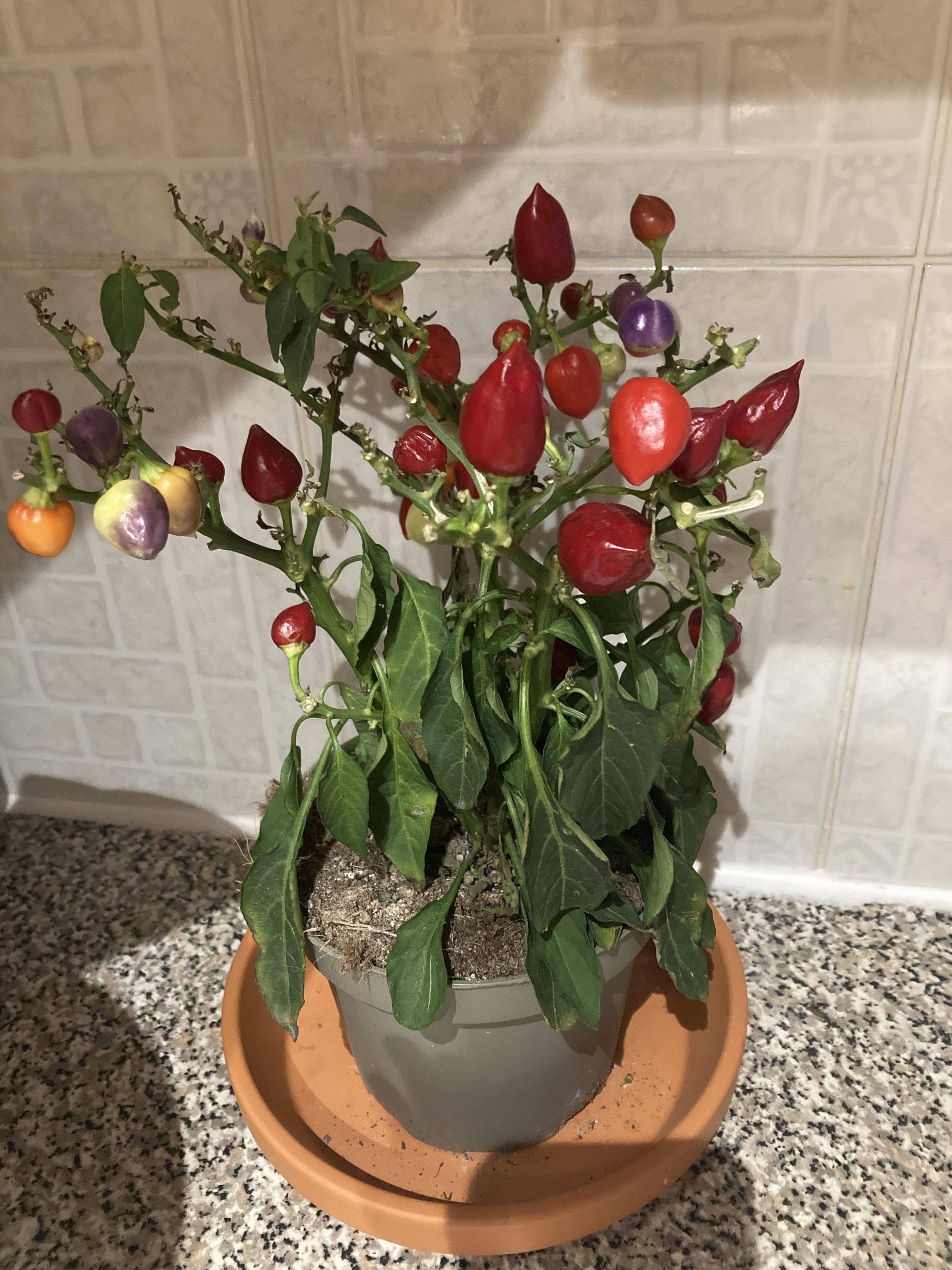 houseplants New chilli plant is wilting and shriveling Gardening