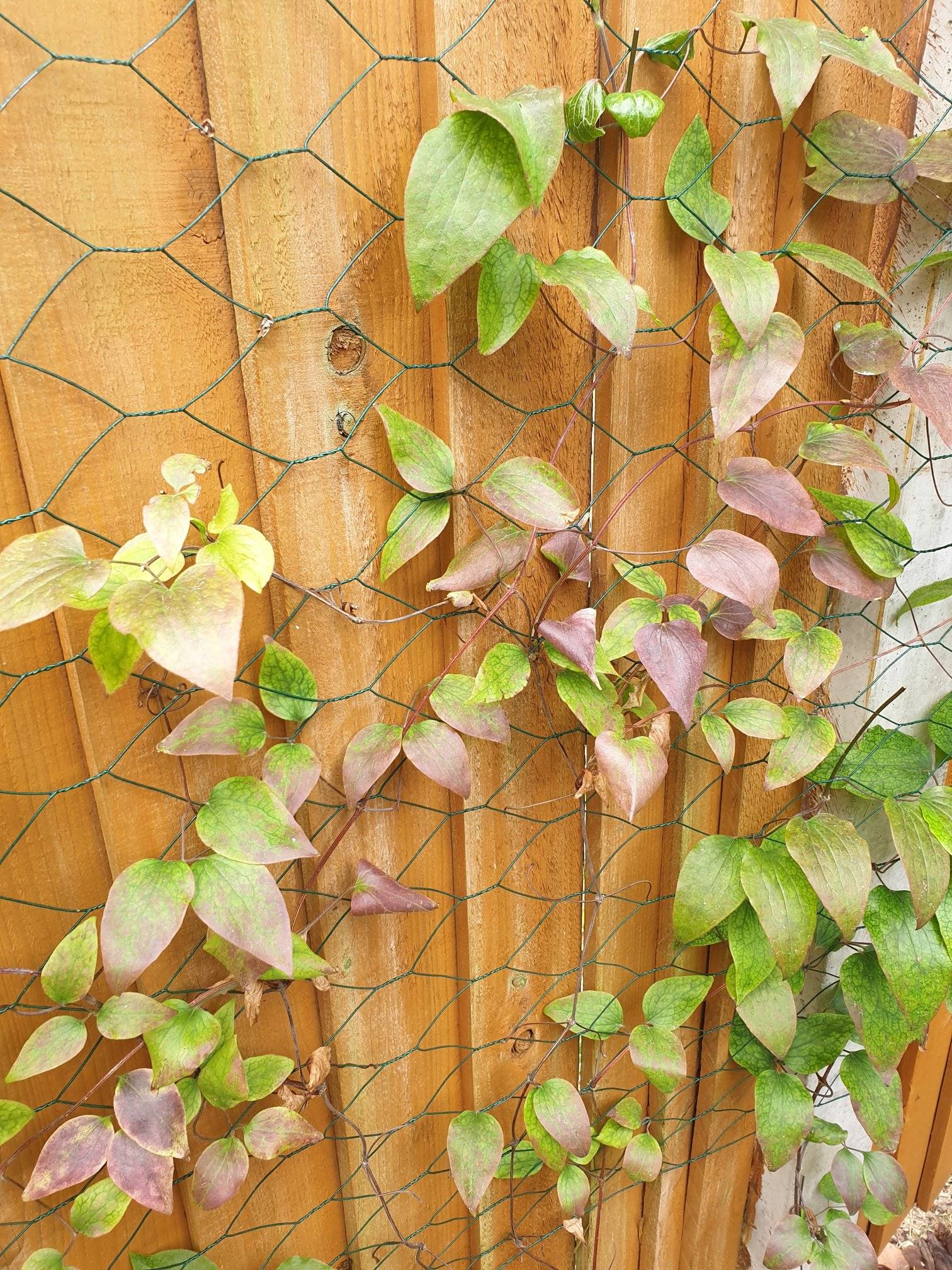 diseases Clematis leaves turning purple Gardening & Landscaping