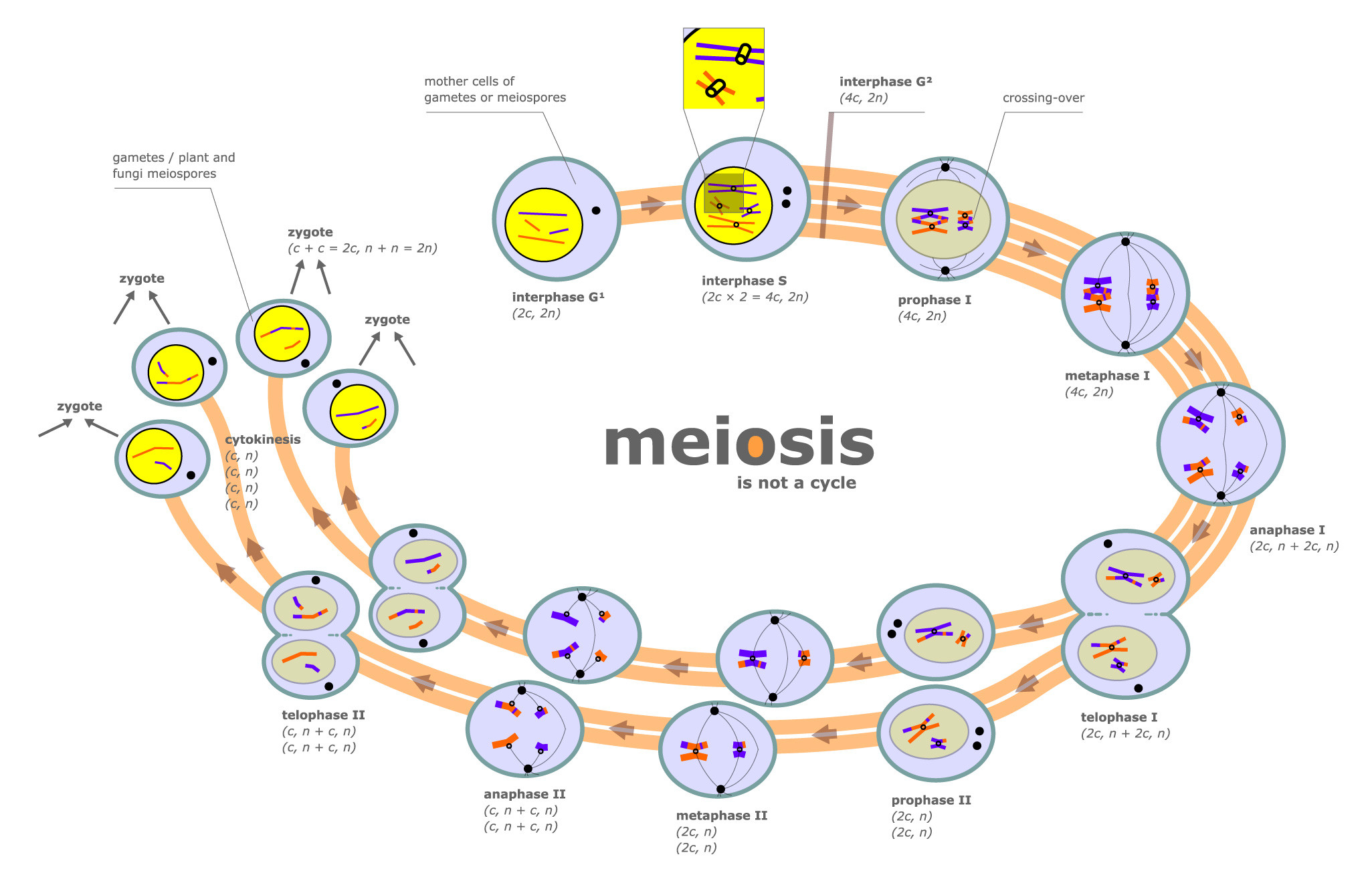 human biology How are the gene sequences of individual sperm and egg