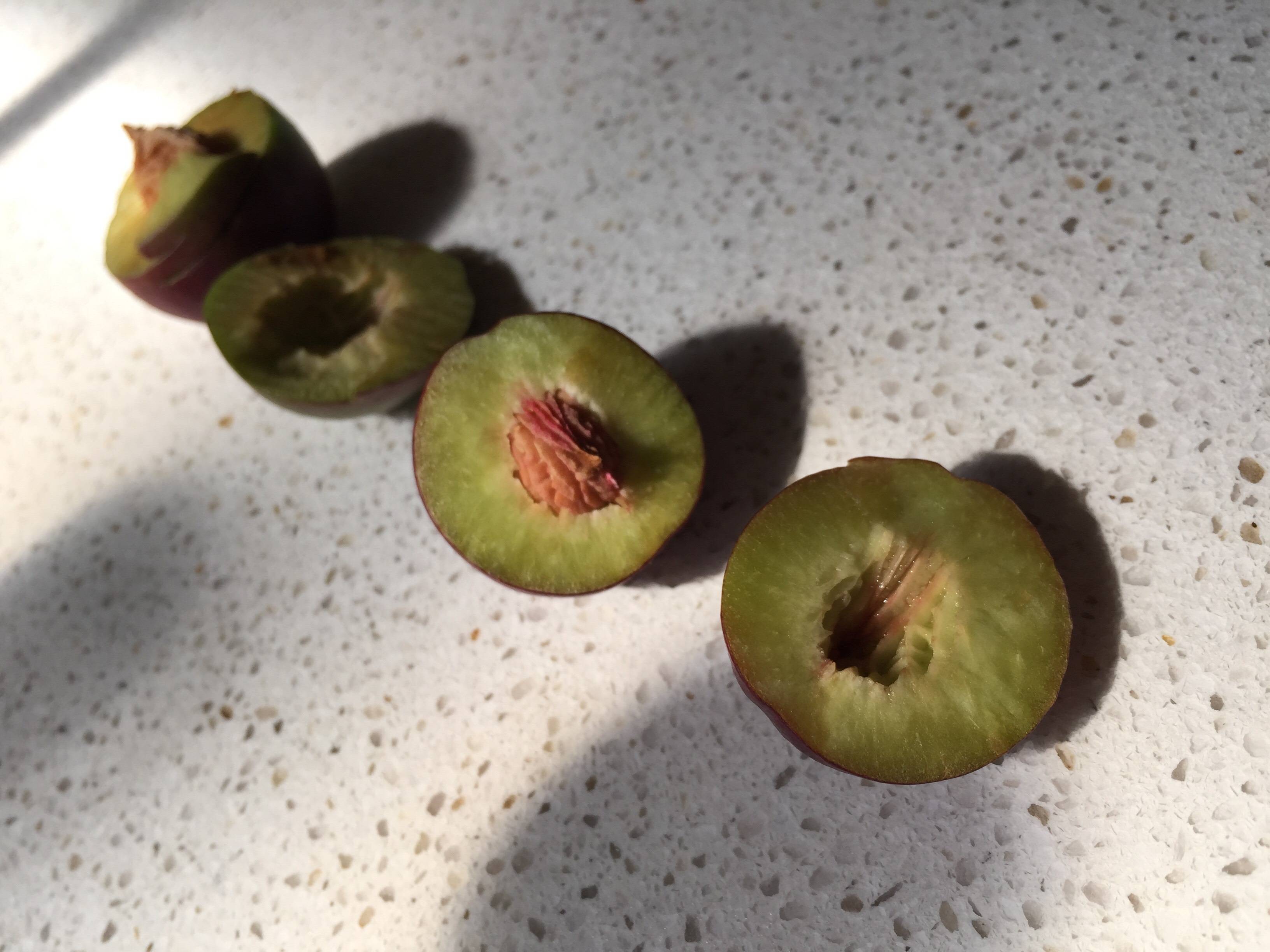 Is the fruit from this plum blossom tree edible? Gardening