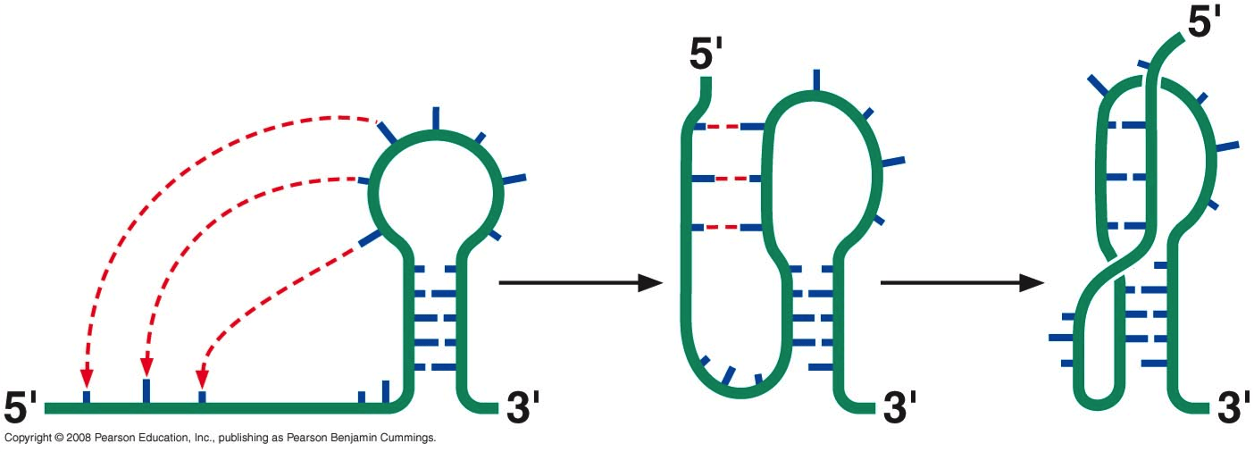 proteins Can a small polypeptide fold over itself and have a tertiary