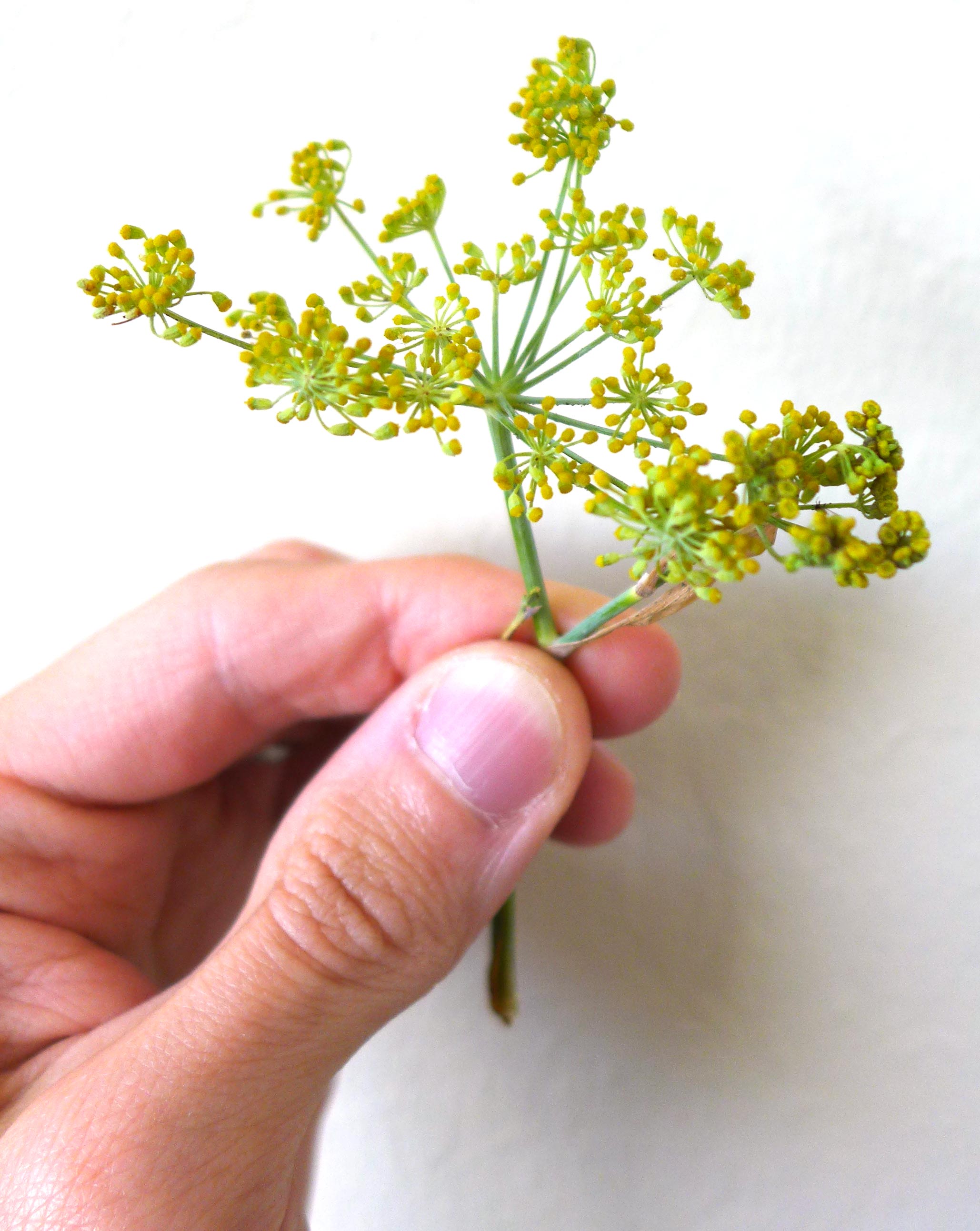 identification Can someone help me identify this type of fennel