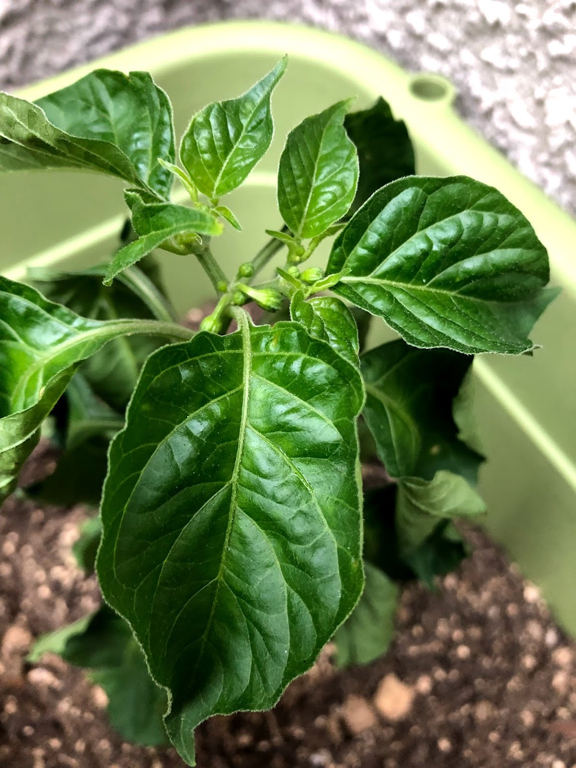 watering Is this red habanero plant overwatered and how should I save