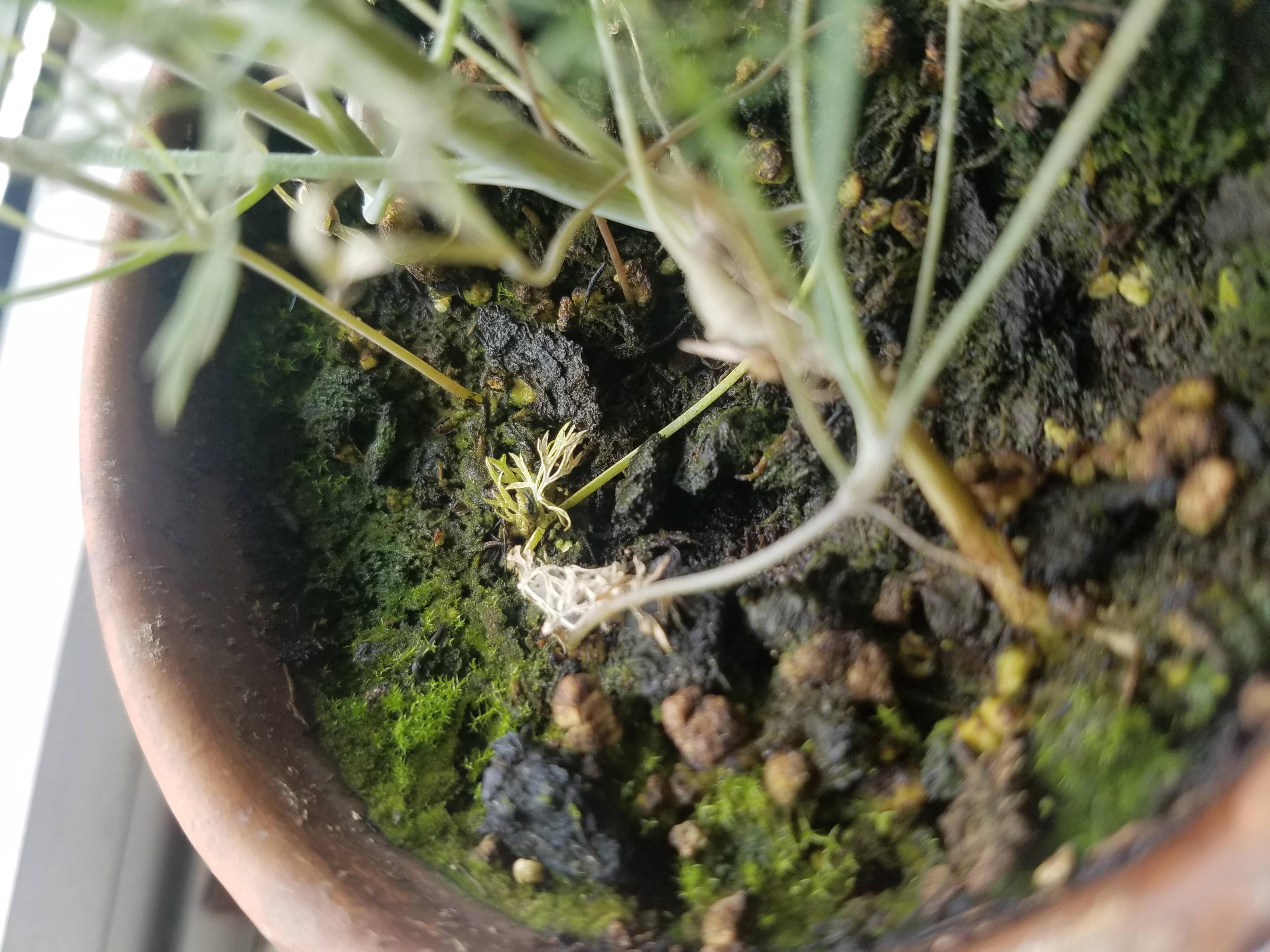 identification What is this (moss/mold?) growing in my Dill flowerpot