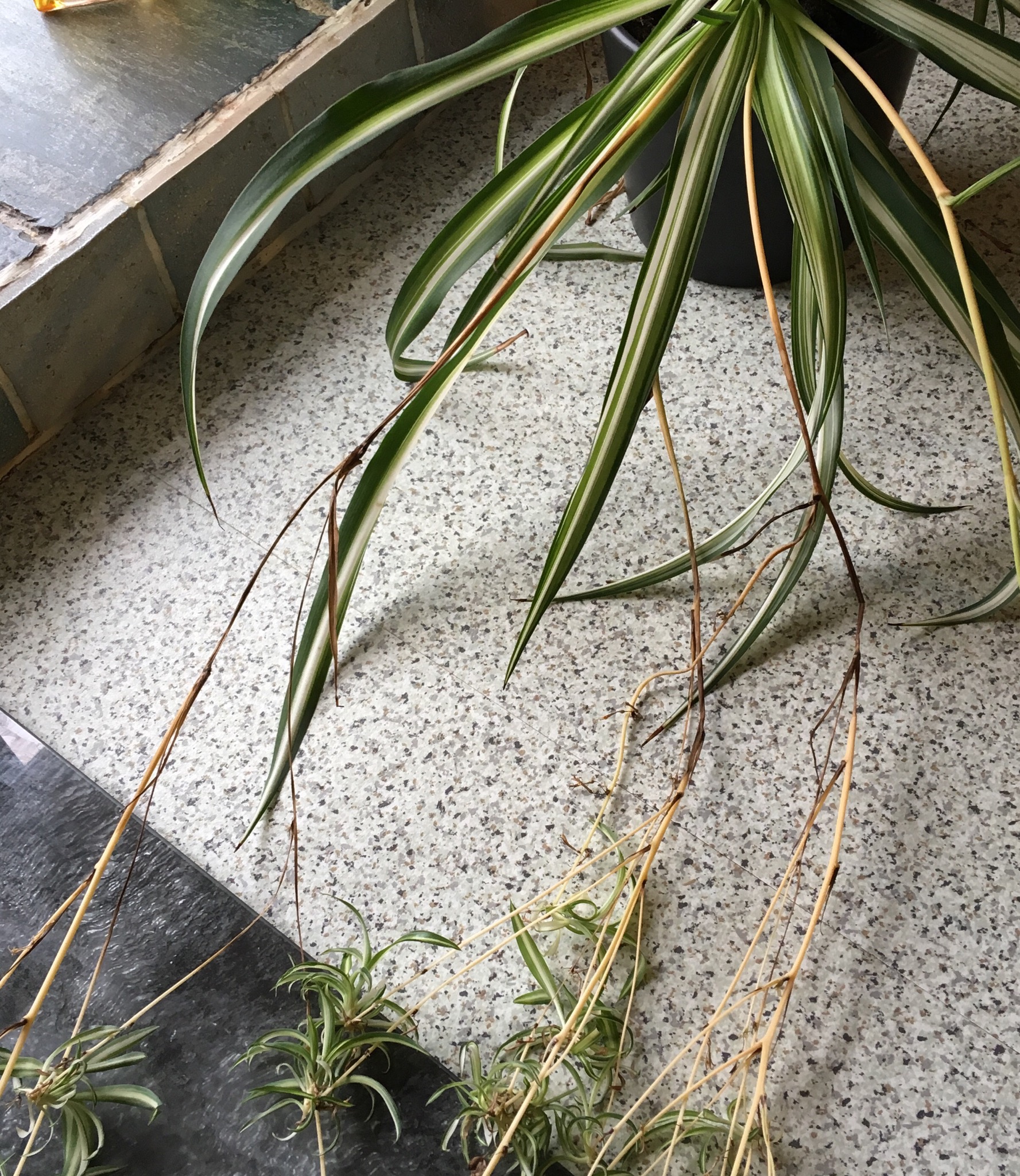 houseplants Why is this happening to my spider plant? Gardening