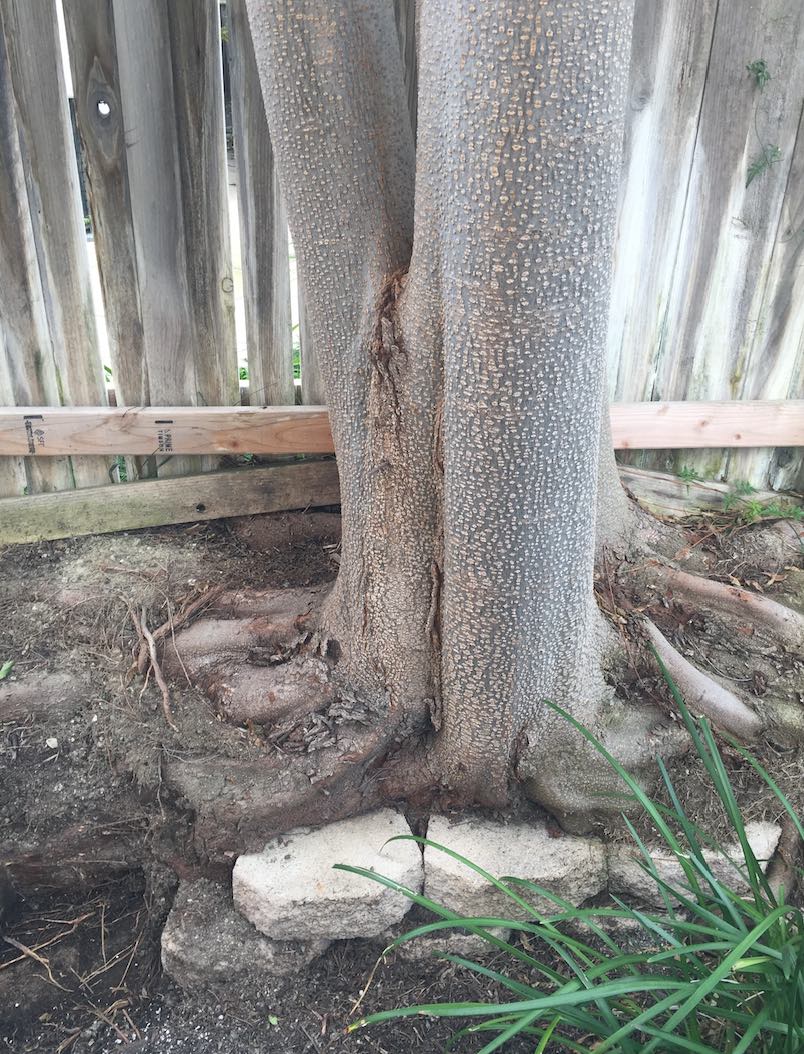 roots What should I do about a tree that is growing over my retaining