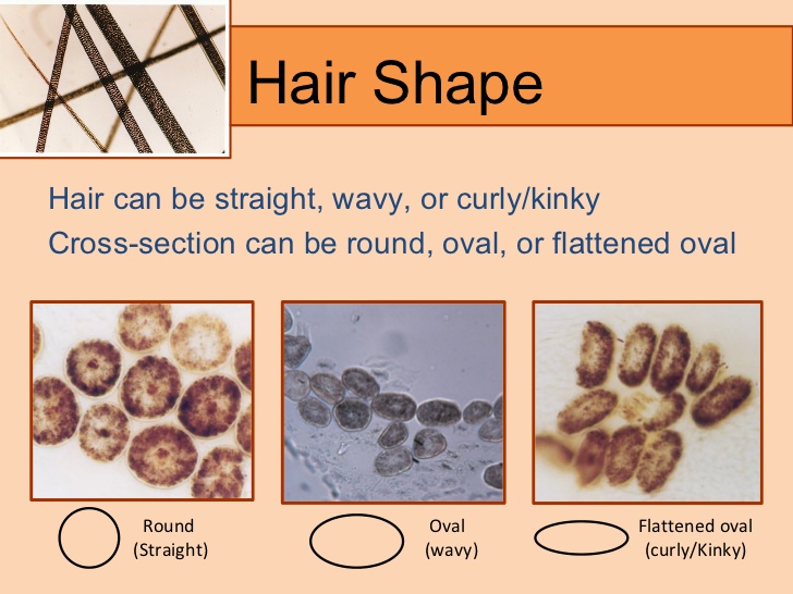 human biology What is the structural/chemical difference leading to