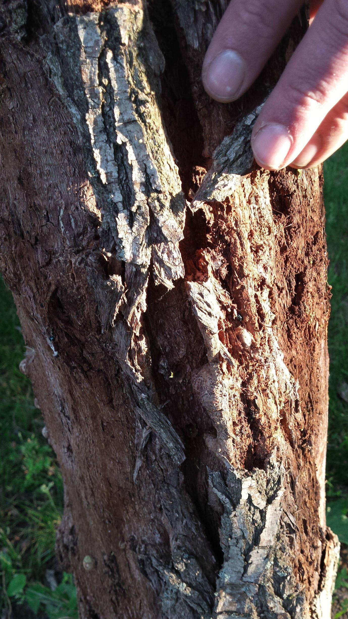 trees Corkscrew Willow Bark Peeling and Bugs Gardening