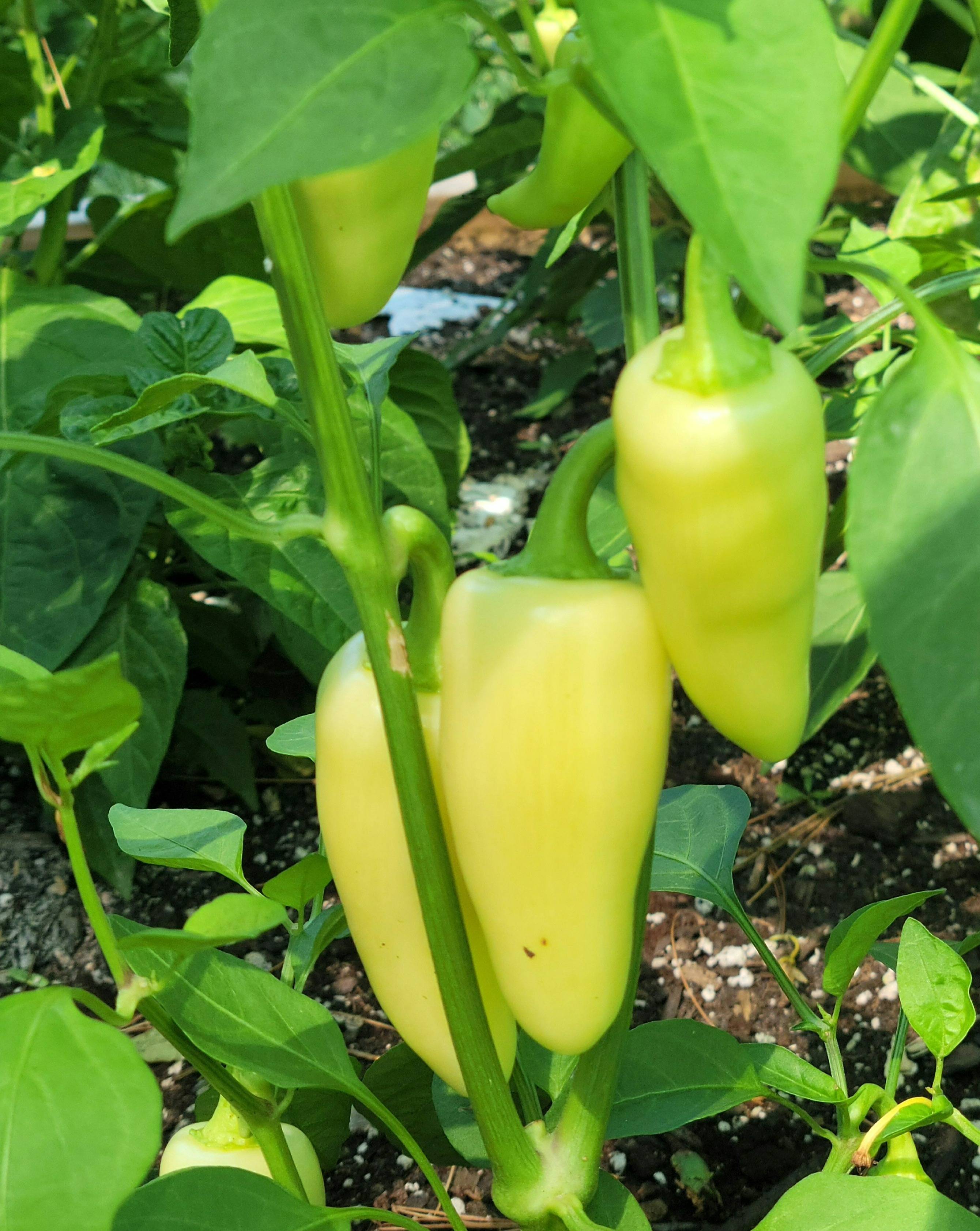 Jalapeno Pepper Leaves Turning Yellow at Willard Thoma blog