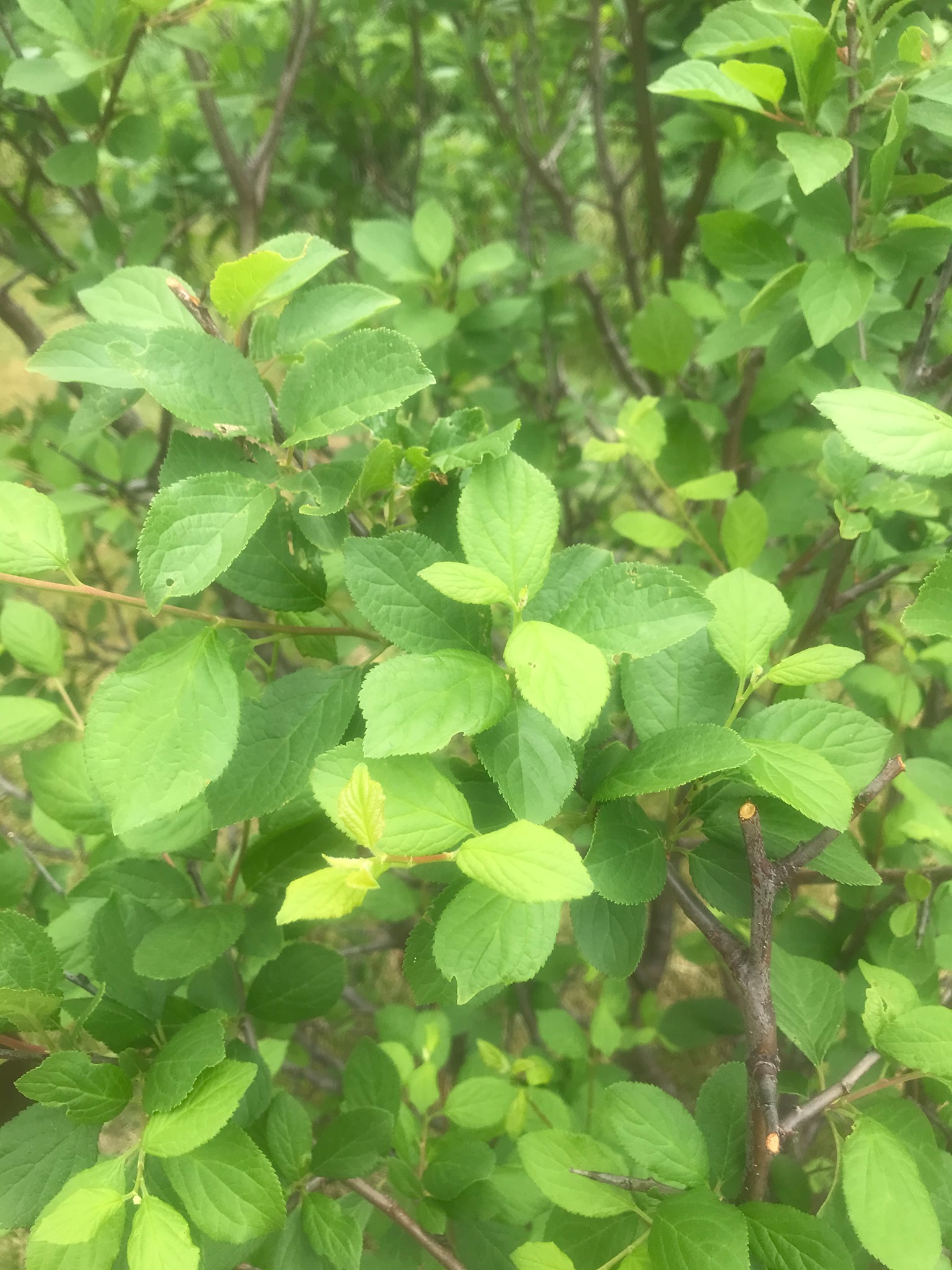 Plum Tree/Bush Mystery Gardening & Landscaping